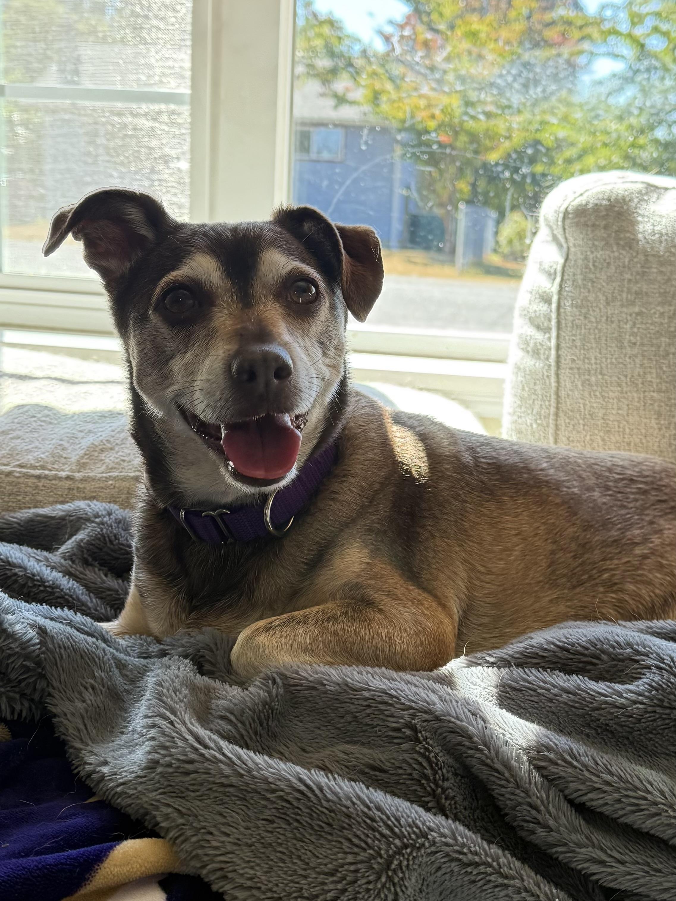 Lucky, Adoptable, Senior Male Dachshund & Chihuahua.