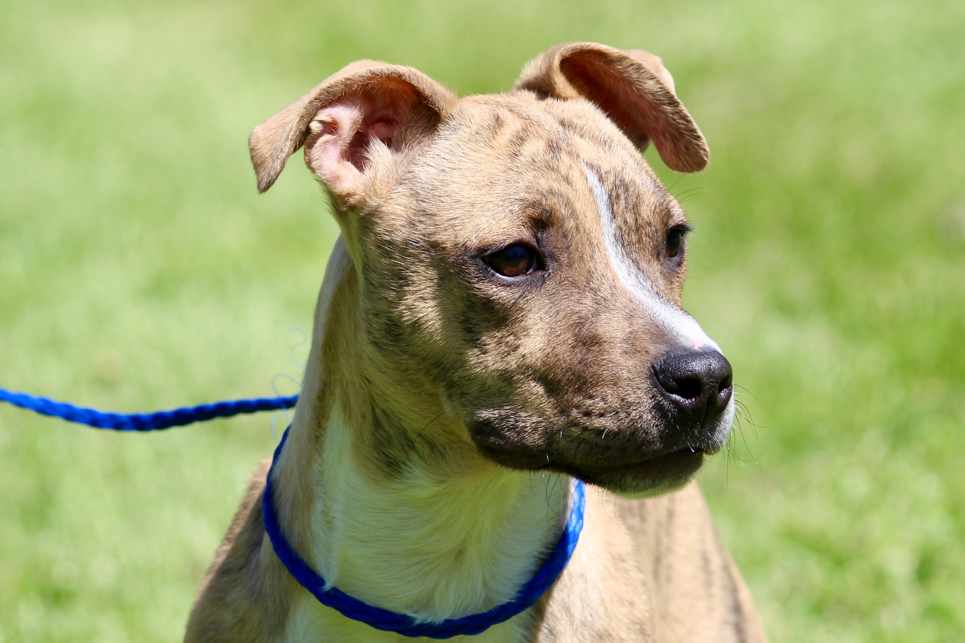 KEMP, Adoptable, Adult Male Mixed Breed.