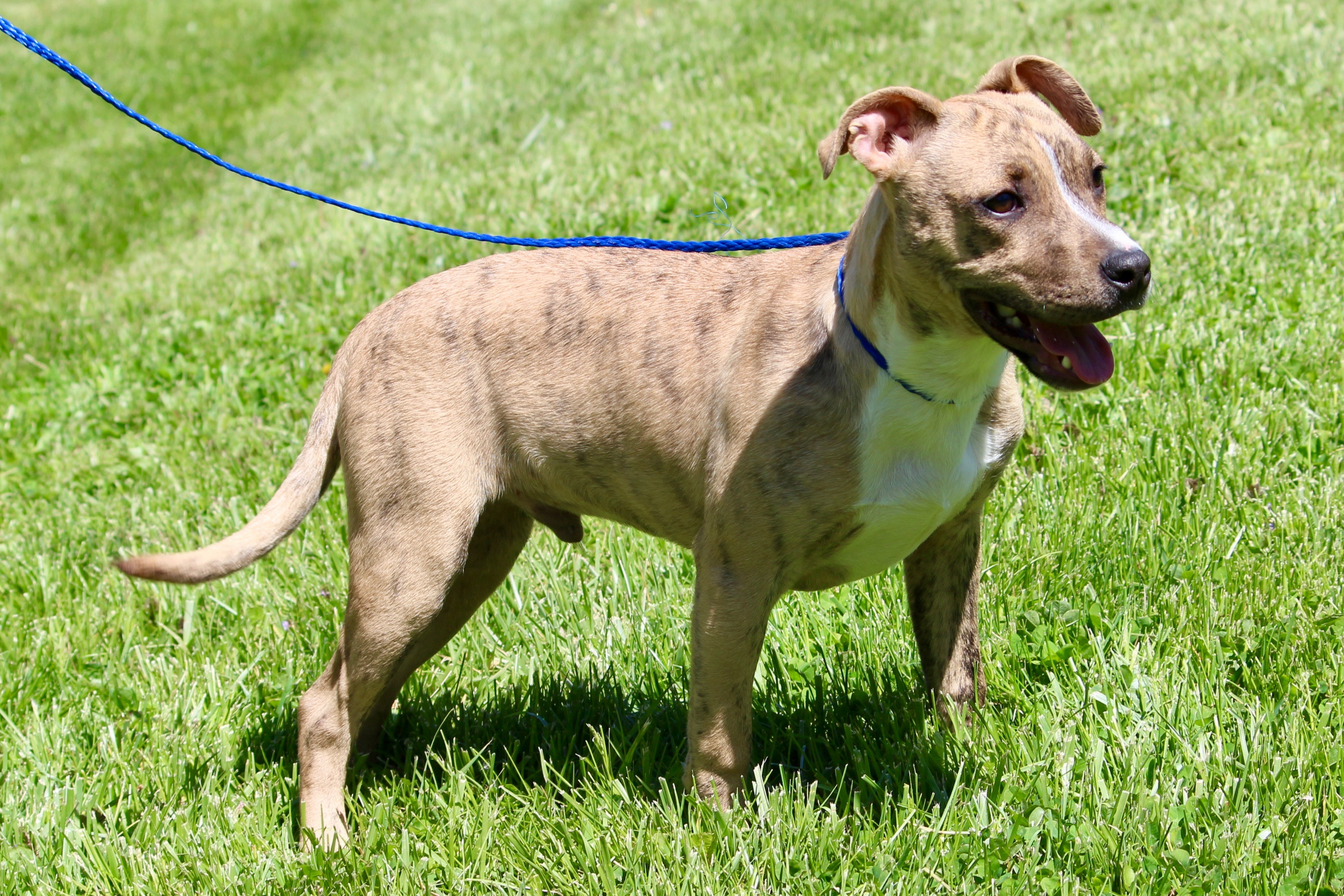 KEMP, a Adoptable Mixed Breed in Brazil, IN image 2/10