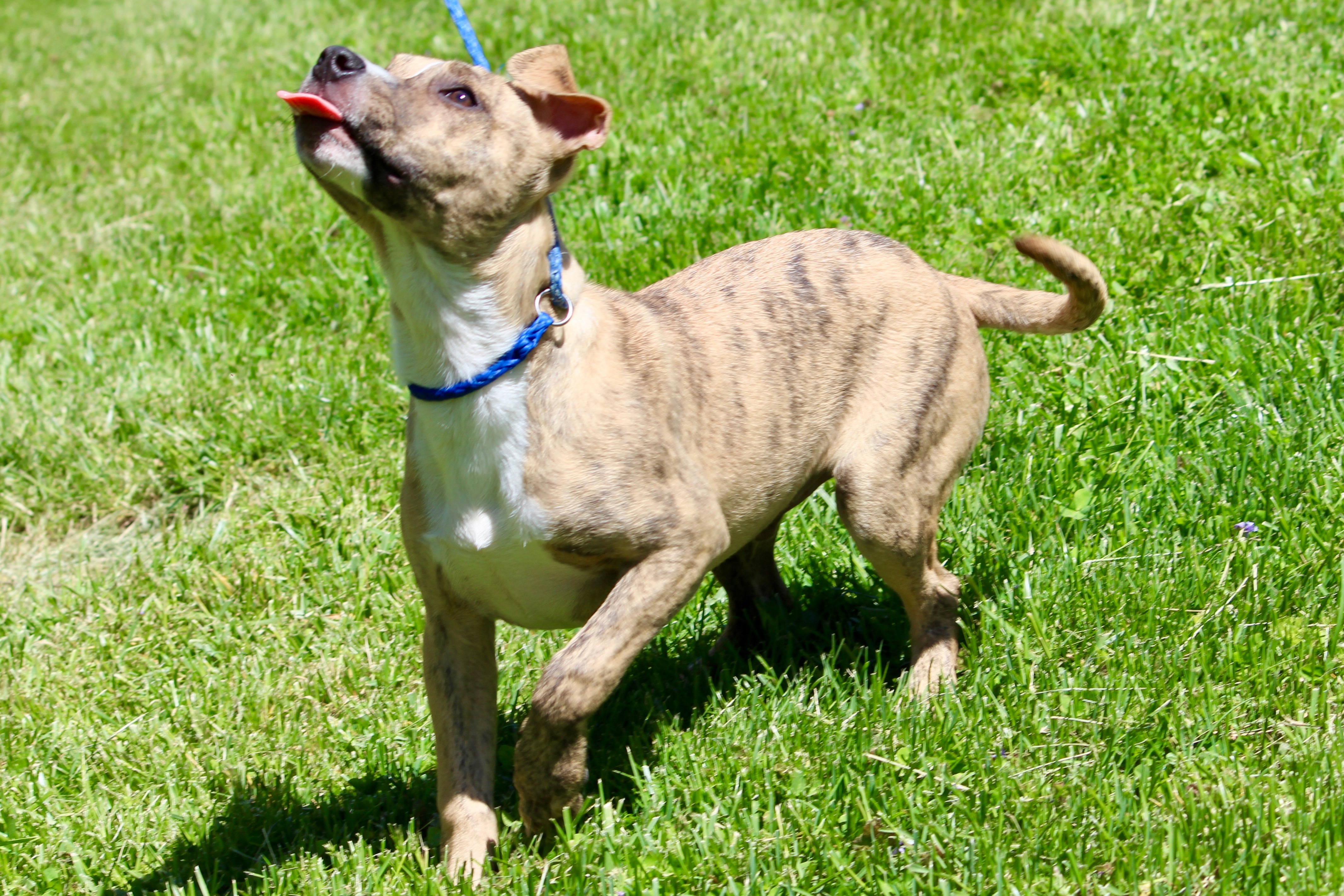 KEMP, a Adoptable Mixed Breed in Brazil, IN image 3/10