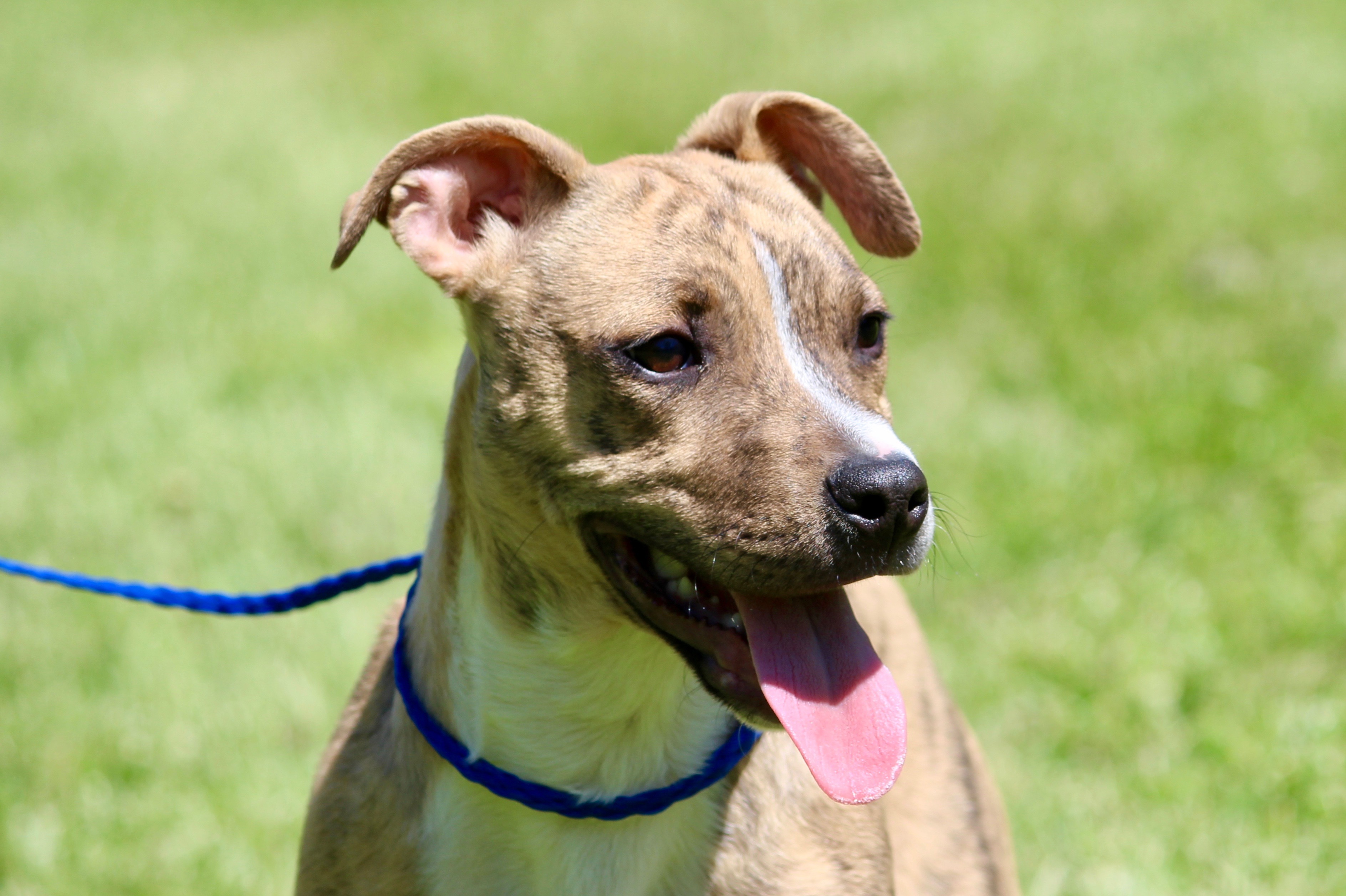 KEMP, a Adoptable Mixed Breed in Brazil, IN image 4/10