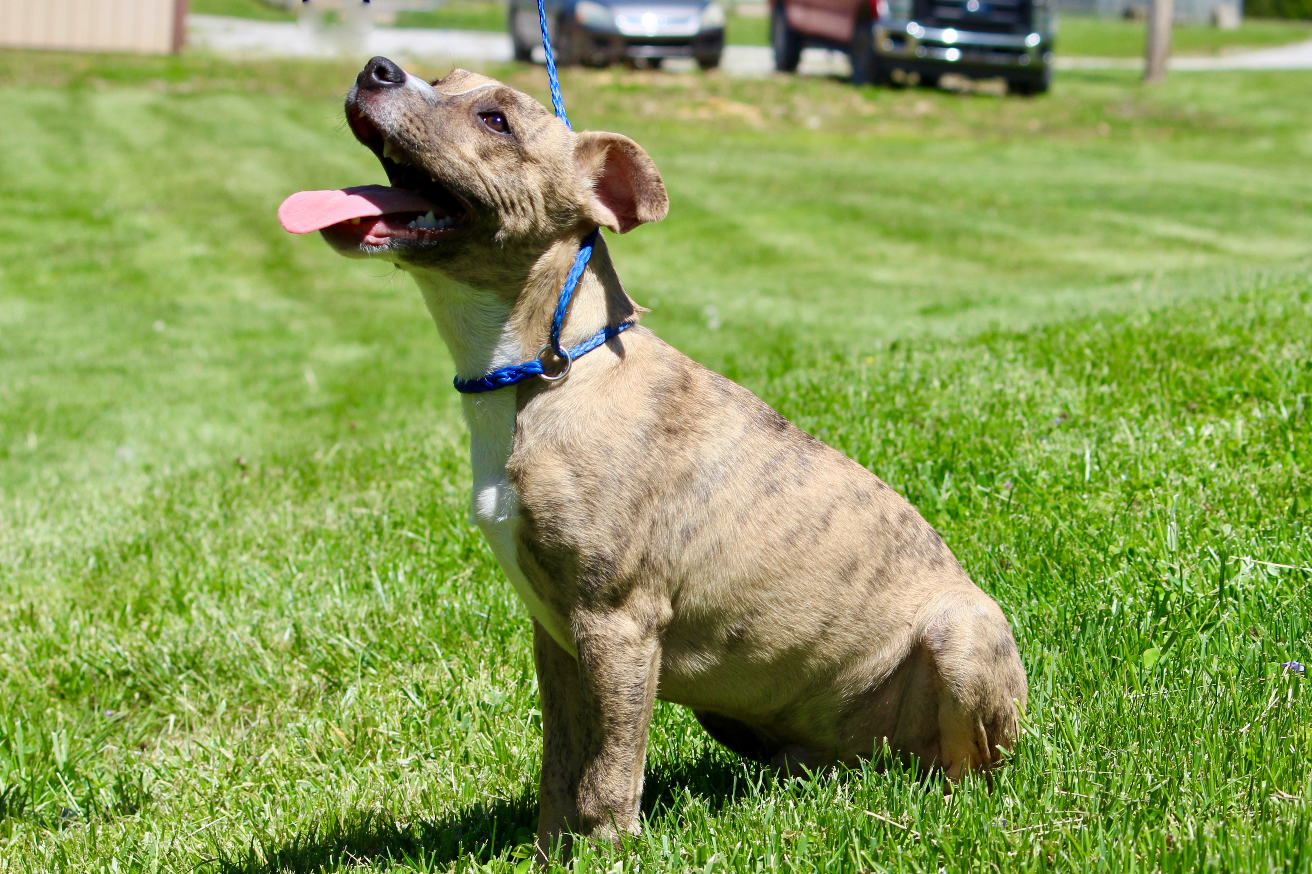 KEMP, a Adoptable Mixed Breed in Brazil, IN image 5/10