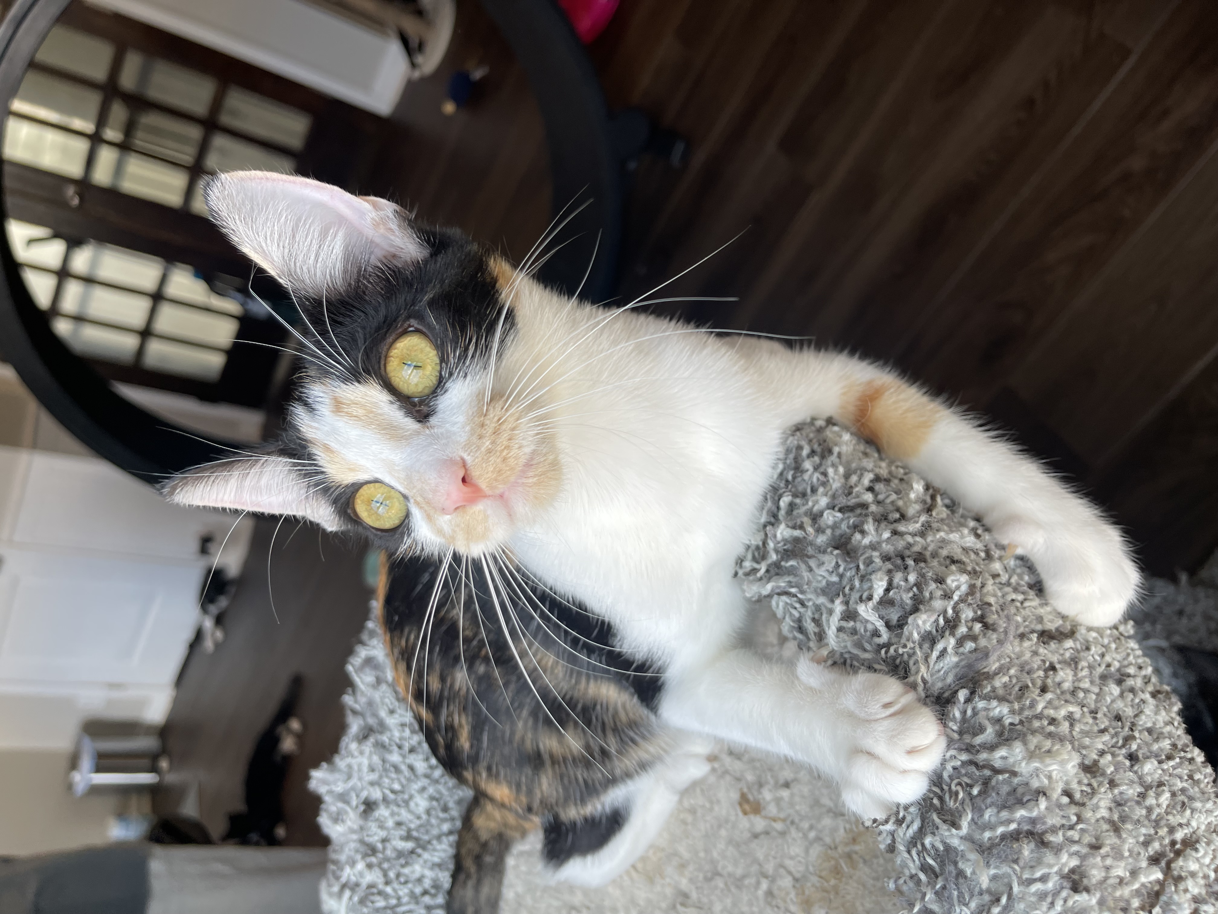 Athena, Young Female Calico