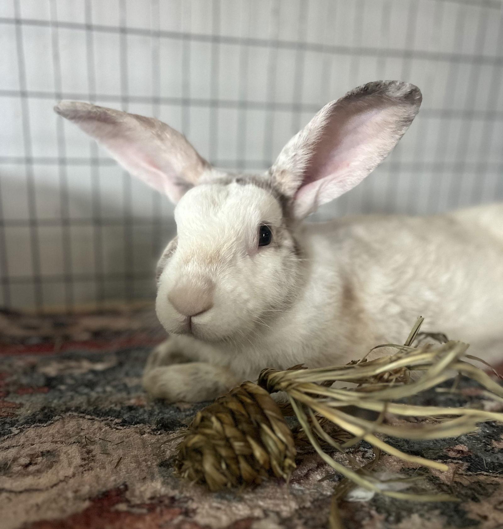 Emilio, Adopted, Adult Male Satin & Harlequin.