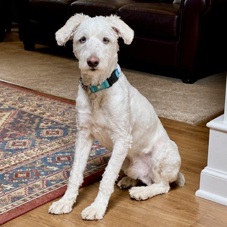 Murphy, ADOPTABLE, Adult Male Poodle.