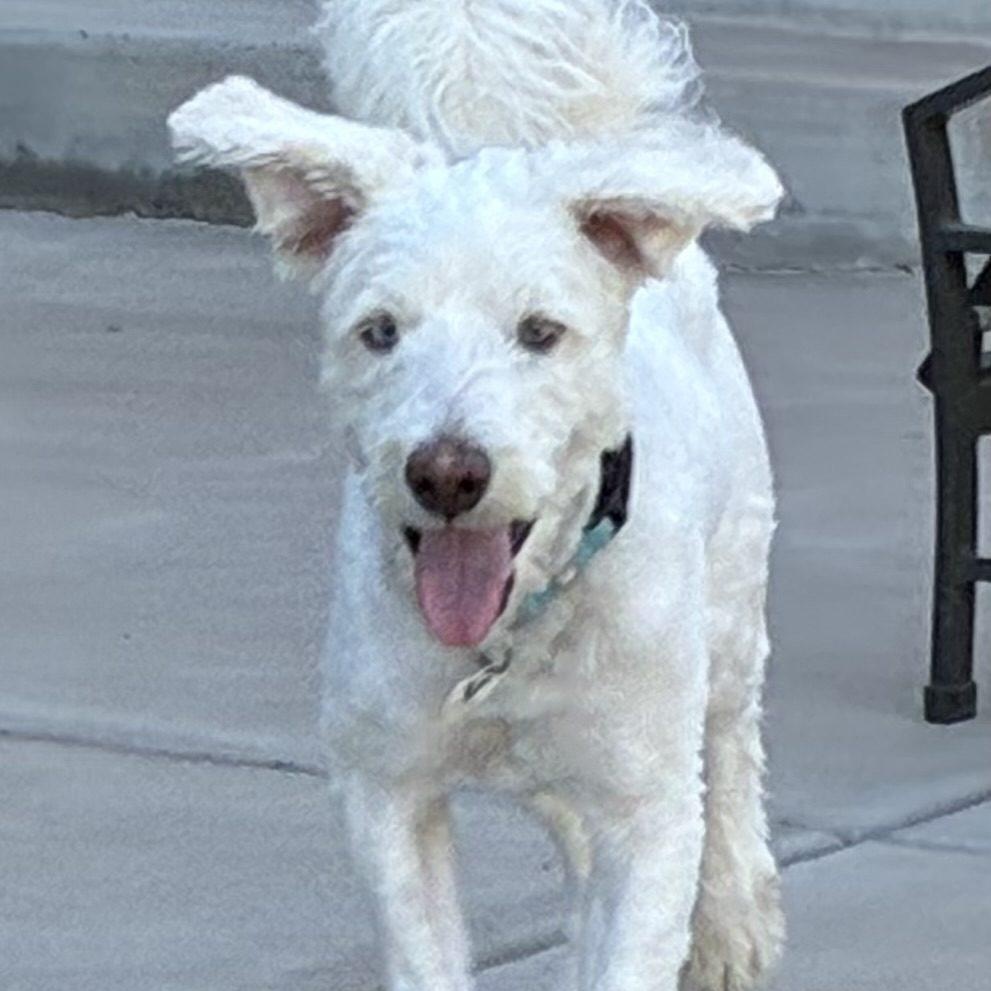 Murphy, a ADOPTABLE mixed breed in Mead, CO image 5/6
