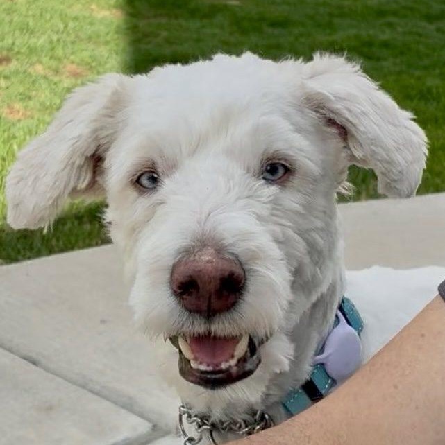 Murphy, a ADOPTABLE mixed breed in Mead, CO image 6/6