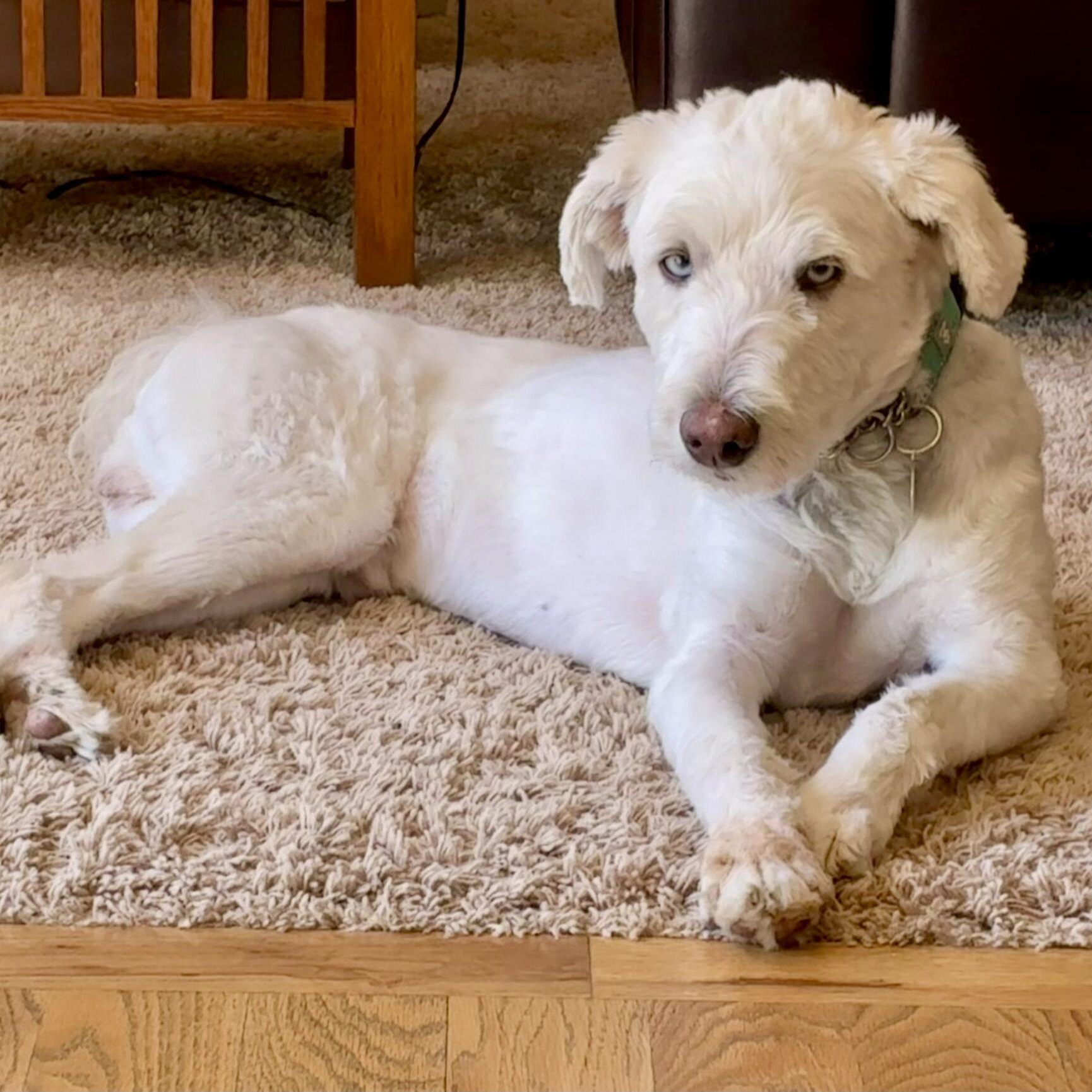 Murphy, a ADOPTABLE mixed breed in Mead, CO image 2/6
