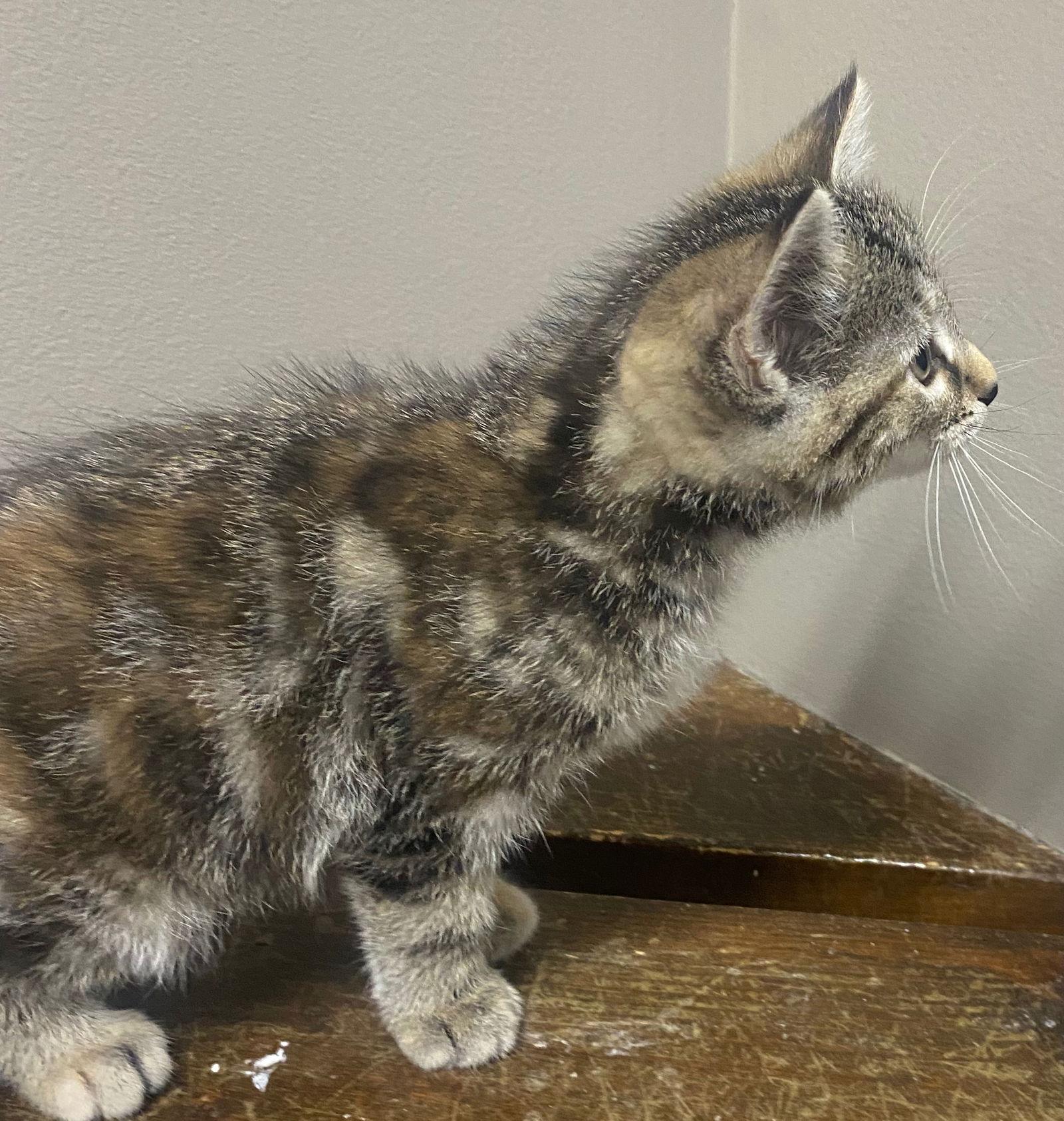 CAT - Shortcake, Adopted, Kitten Female Domestic Short Hair.