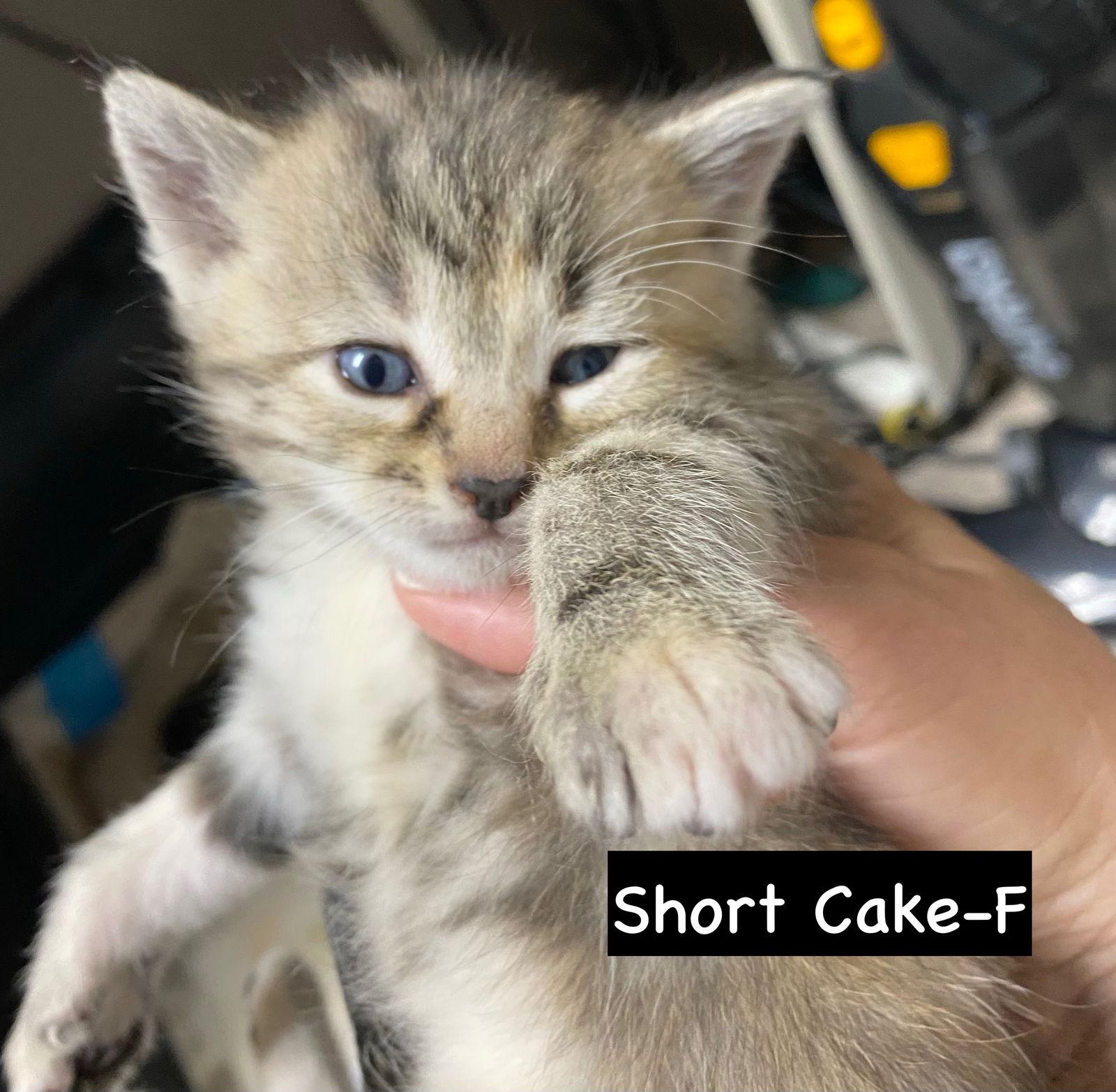 CAT - Shortcake, a Adopted Domestic Short Hair in GILBERTS, IL image 2/3