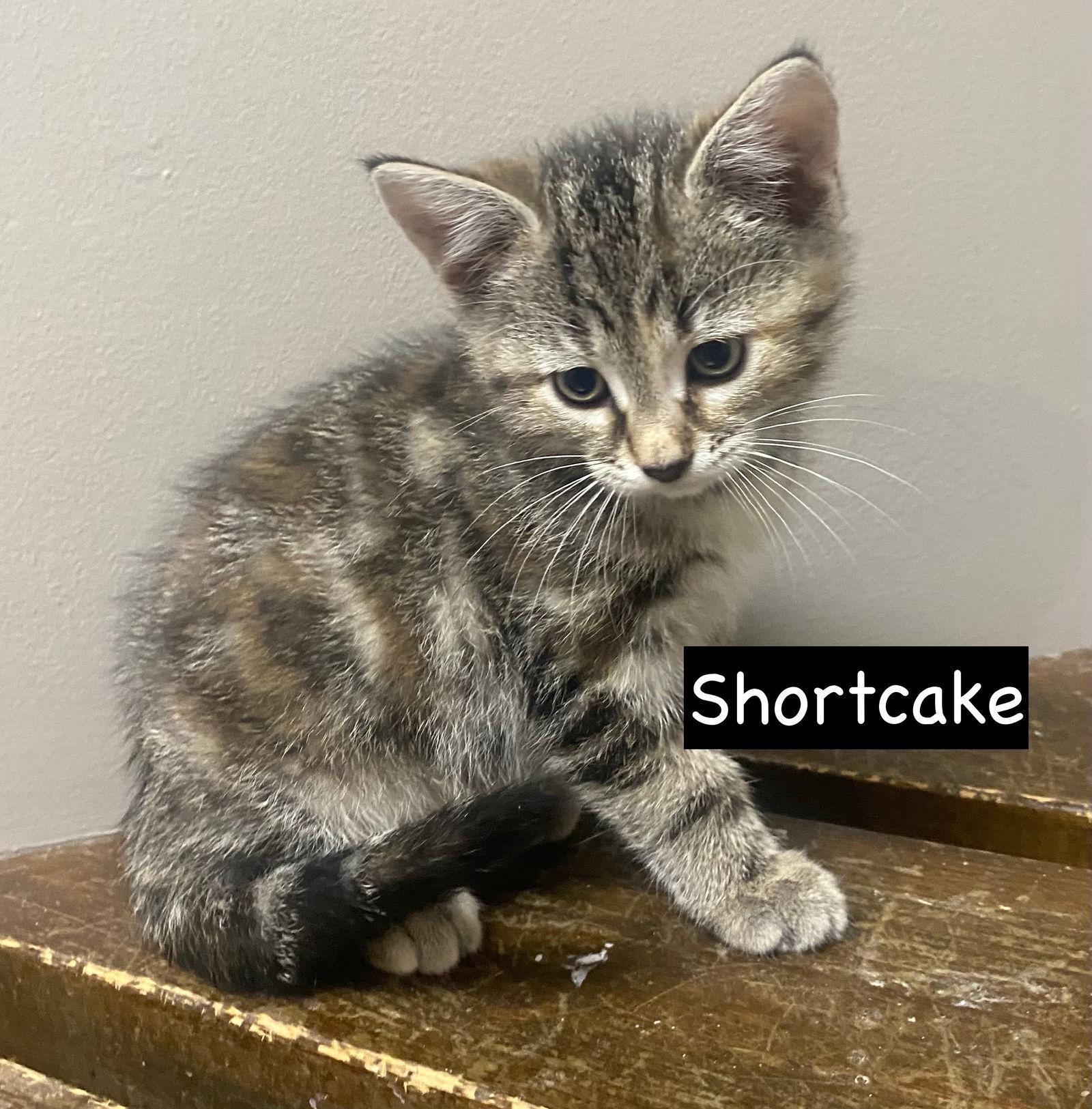 CAT - Shortcake, a Adopted Domestic Short Hair in GILBERTS, IL image 3/3
