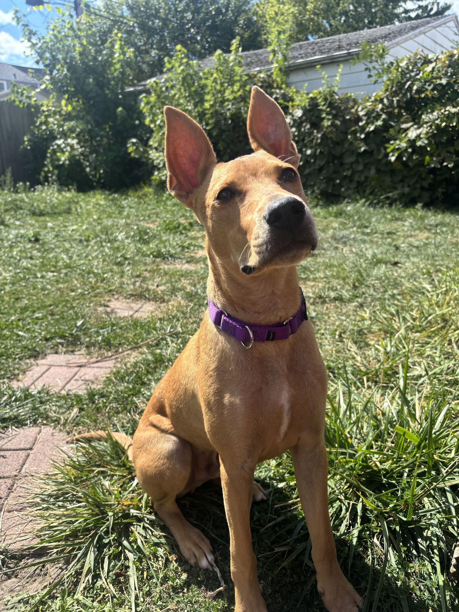 Stuart, a Adoptable mixed breed in Tonawanda, NY image 1/3