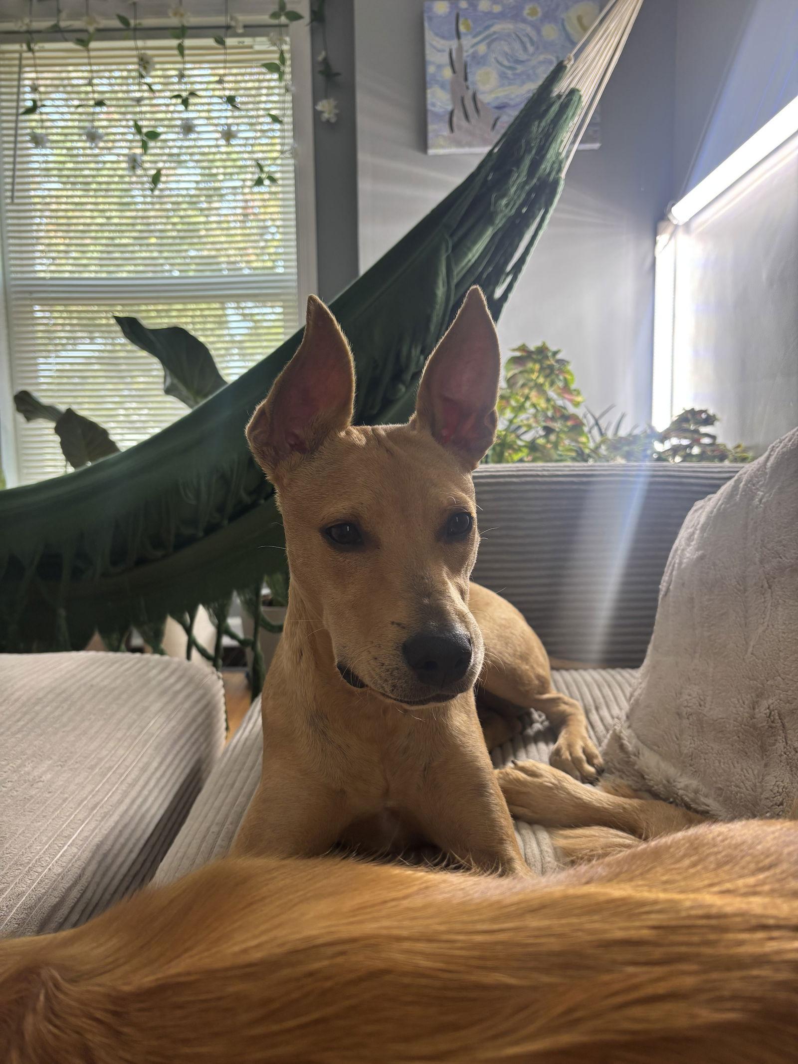 Stuart, a Adoptable mixed breed in Tonawanda, NY image 2/3