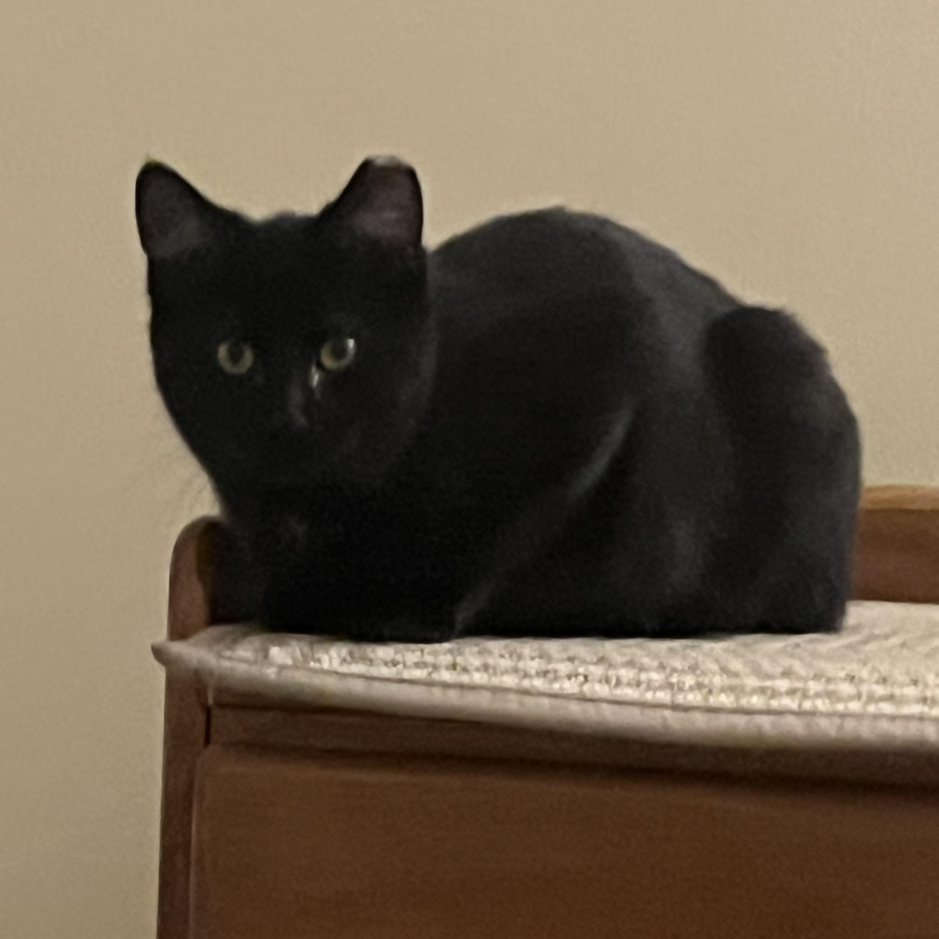 Enlarge Wanda, a Adoptable mixed breed in Livonia, MI image 1/4