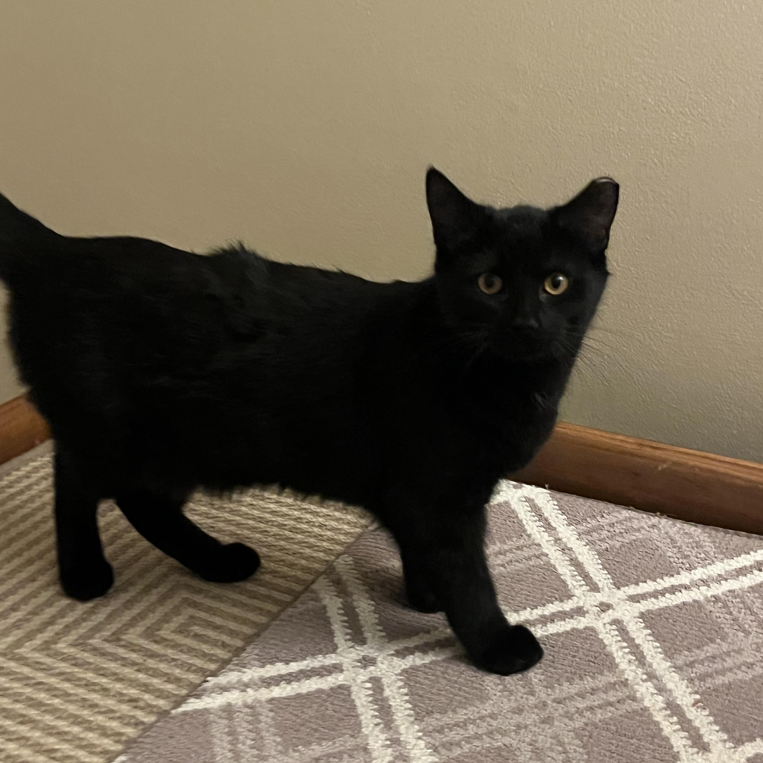 Enlarge Wanda, a Adoptable mixed breed in Livonia, MI image 3/4