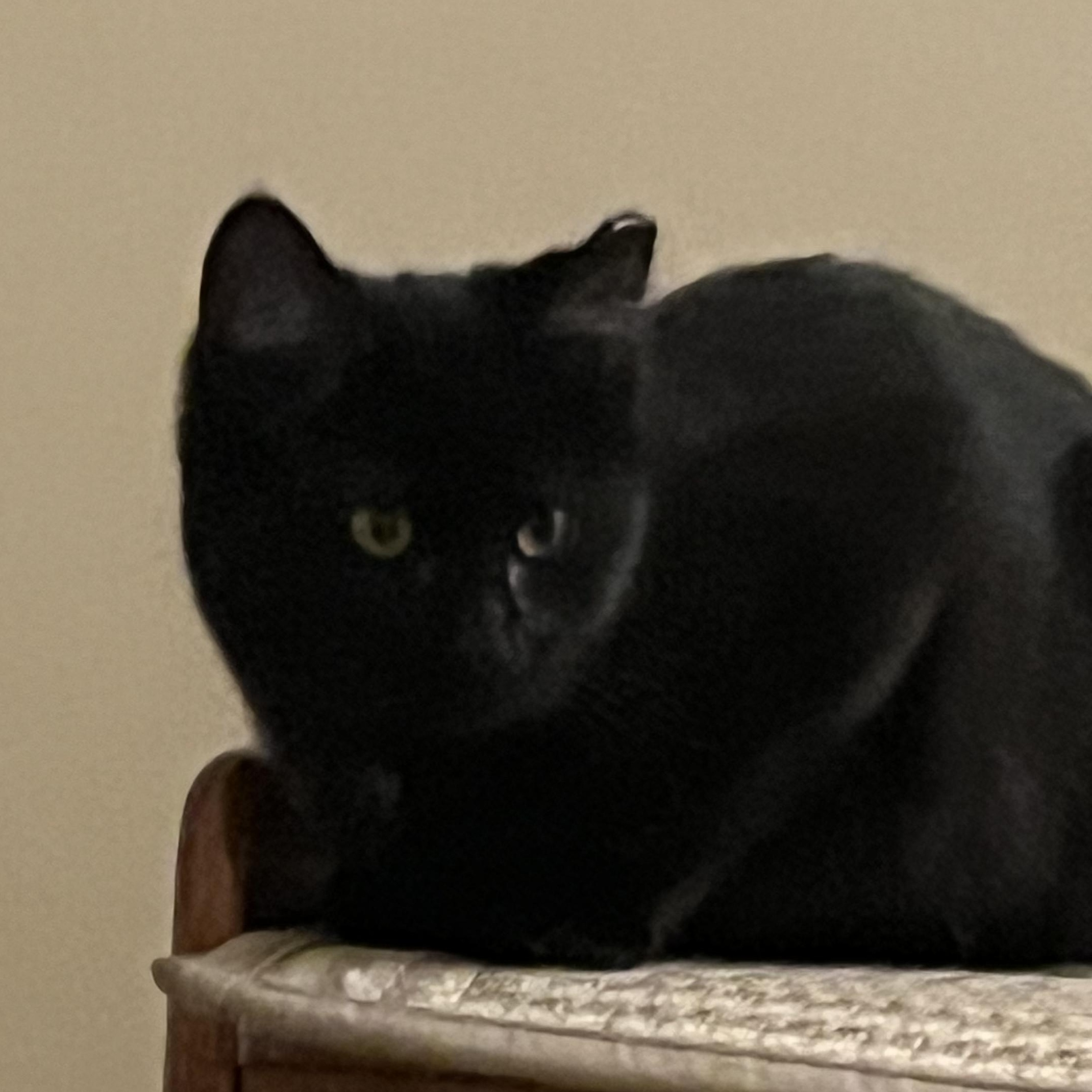 Enlarge Wanda, a Adoptable mixed breed in Livonia, MI image 2/4