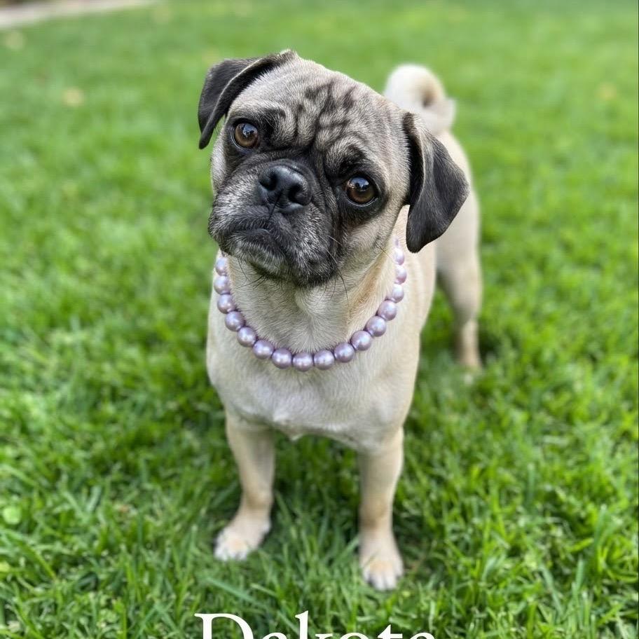 Enlarge Dakota, a Adoptable Pug in Las Vegas, NV image 1/1