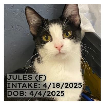 Enlarge Jules, an adopted Domestic Short Hair in New Richmond, WI image 1/1