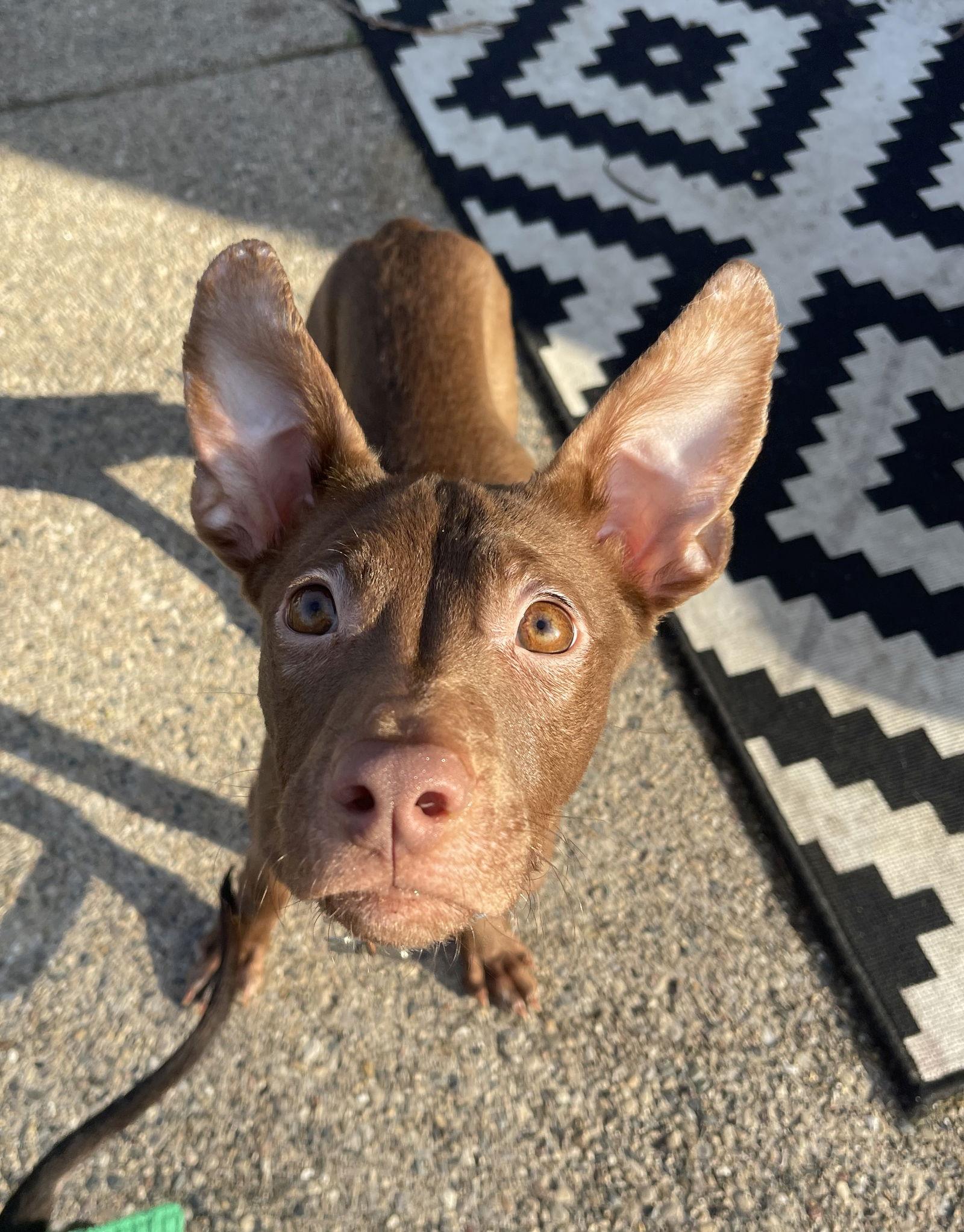 Cv Litter Maryann thumbnail 3