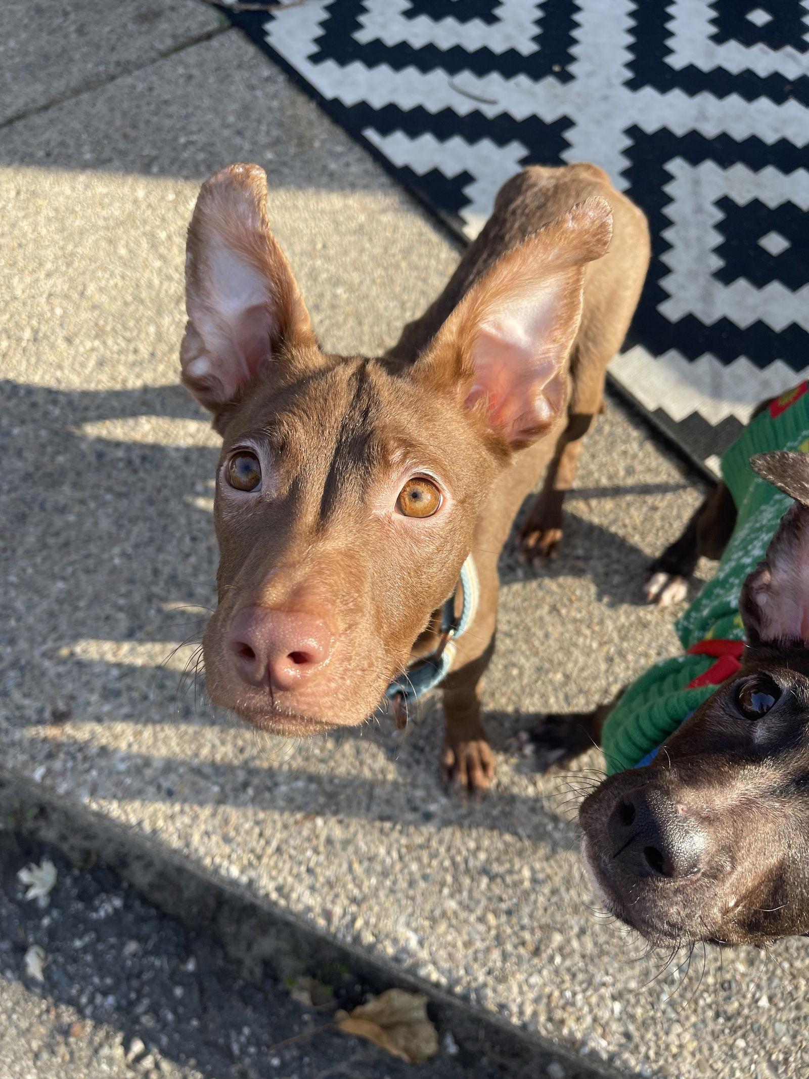 Cv Litter Maryann thumbnail 4