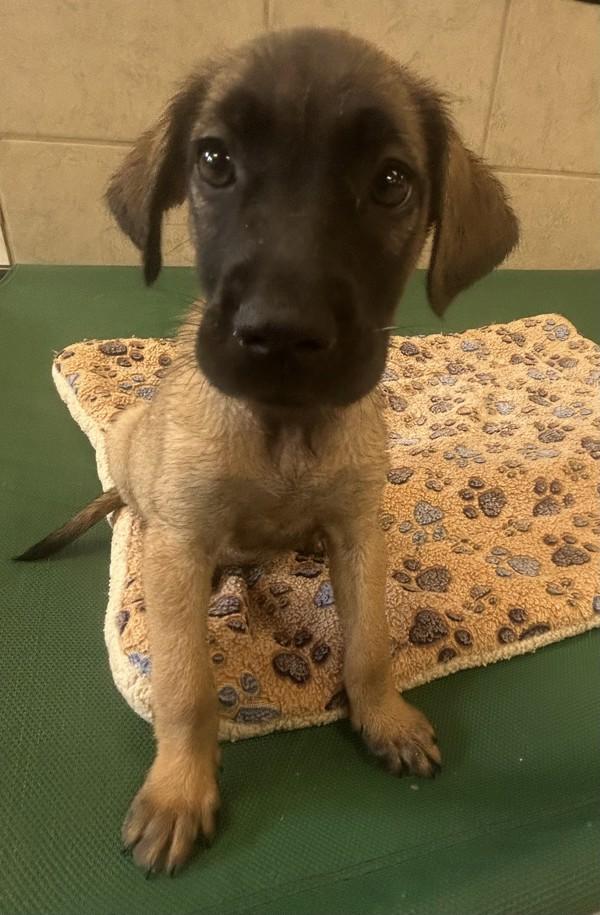 Turner, Adoptable, Young Female Australian Shepherd.