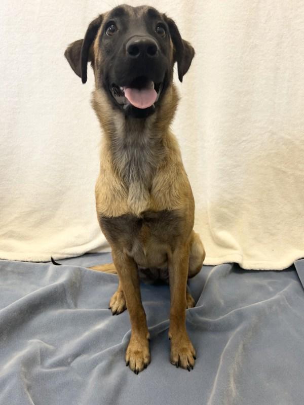 Enlarge Turner, a Adoptable mixed breed in Osage Beach, MO image 2/6