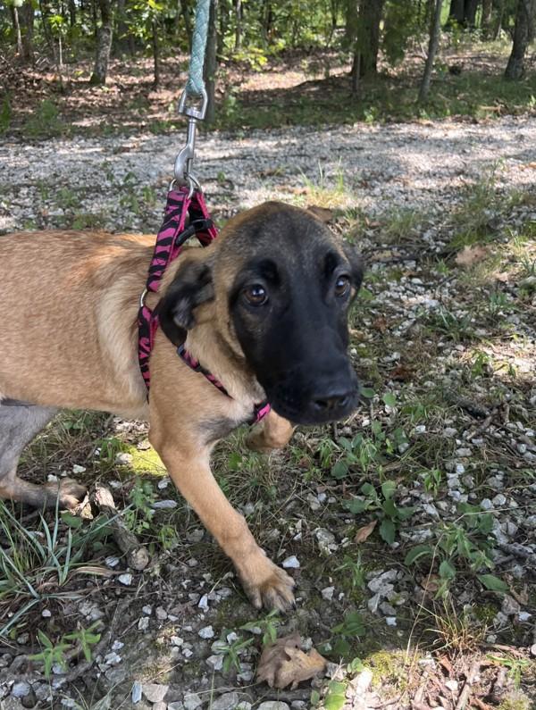 Enlarge Turner, a Adoptable mixed breed in Osage Beach, MO image 3/6