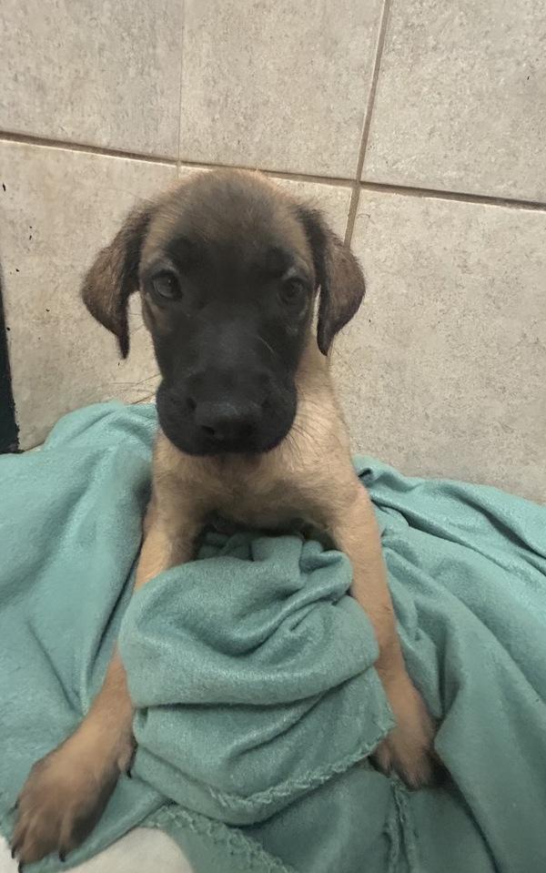 Enlarge Turner, a Adoptable mixed breed in Osage Beach, MO image 4/6