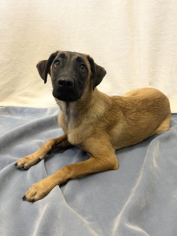 Enlarge Turner, a Adoptable mixed breed in Osage Beach, MO image 4/6