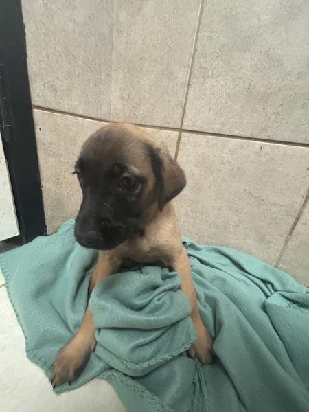 Enlarge Turner, a Adoptable mixed breed in Osage Beach, MO image 5/6