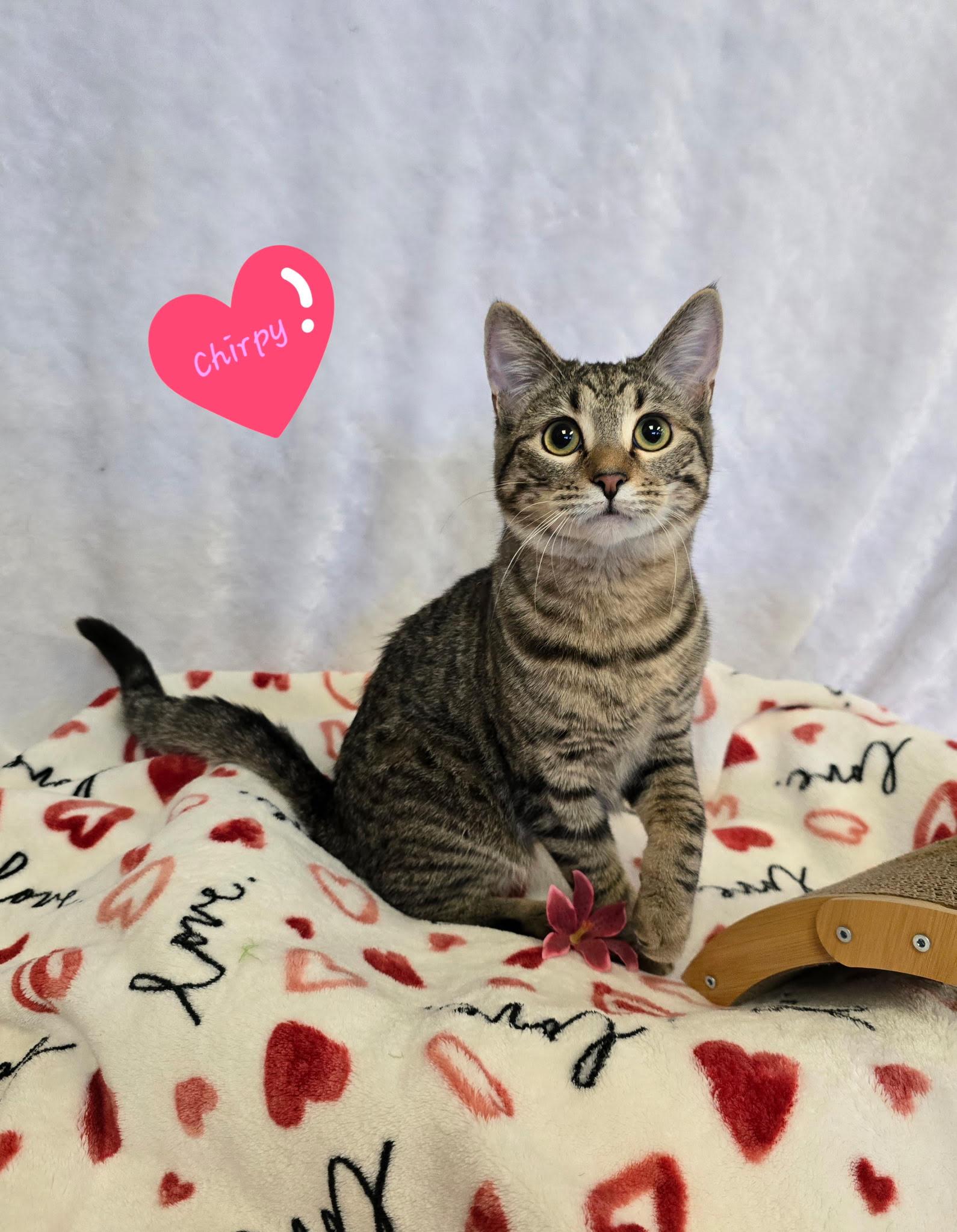 Enlarge Chirpy , an adopted Tabby in Glendale, AZ image 1/1