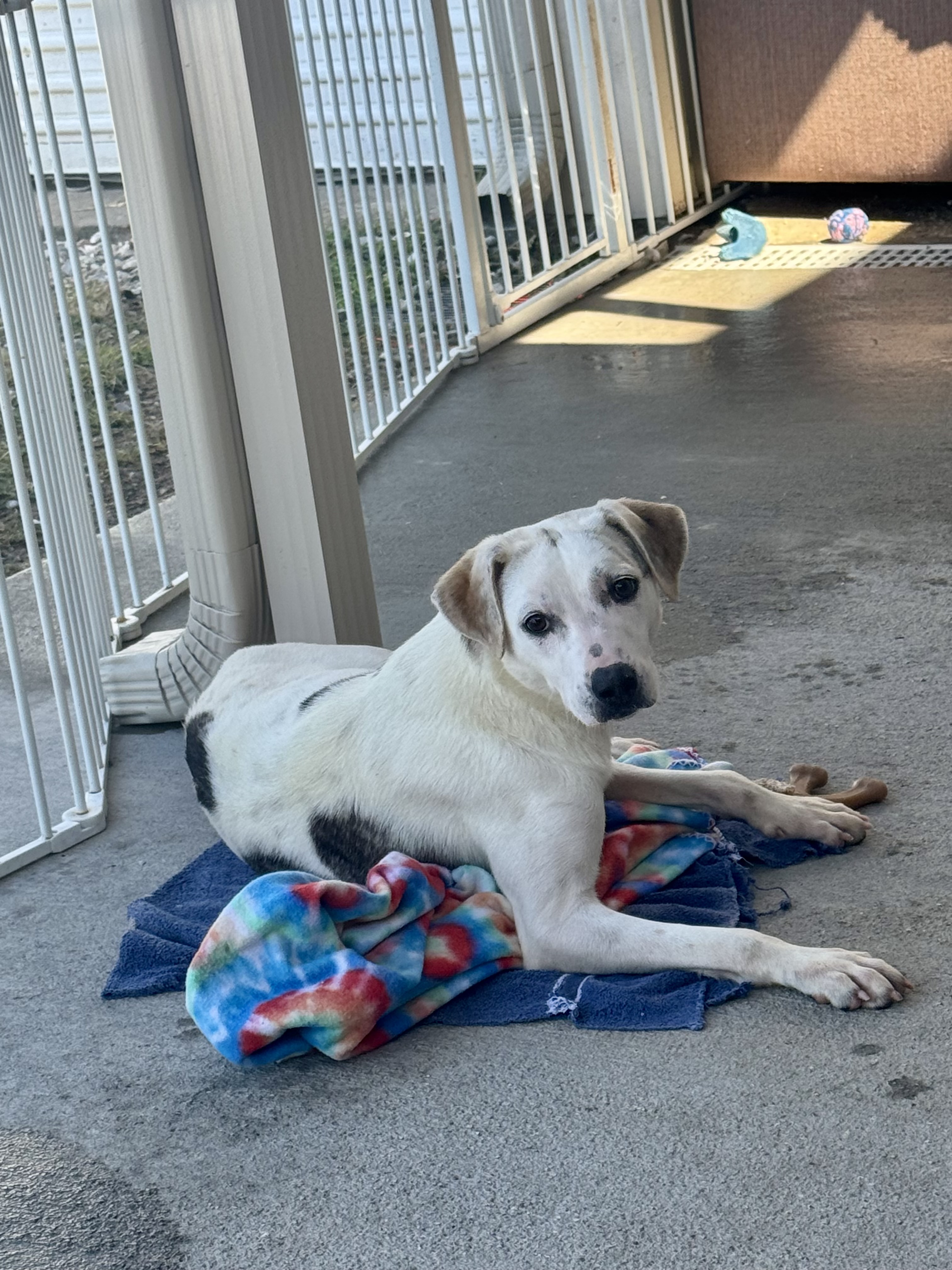 Dog for adoption Posey, a Catahoula Leopard Dog Mix in Ponchatoula