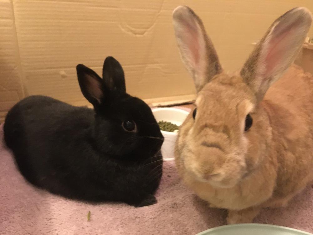 Enlarge Pumpkin and Roo, a Adoptable mixed breed in Naples, FL image 1/6