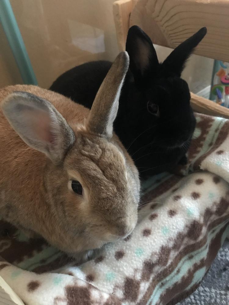 Enlarge Pumpkin and Roo, a Adoptable mixed breed in Naples, FL image 2/6