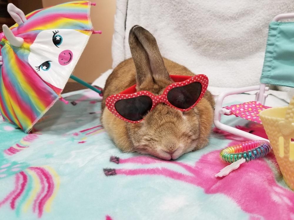 Enlarge Pumpkin and Roo, a Adoptable mixed breed in Naples, FL image 3/6