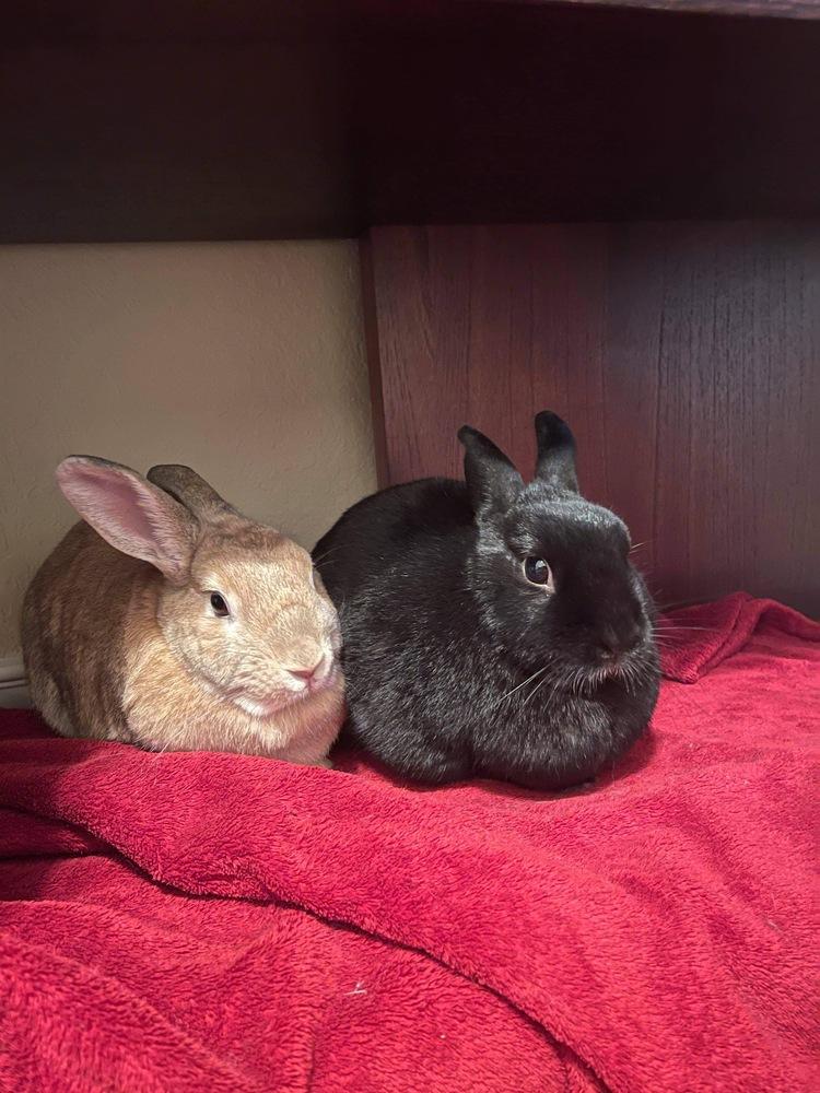 Enlarge Pumpkin and Roo, a Adoptable mixed breed in Naples, FL image 4/6