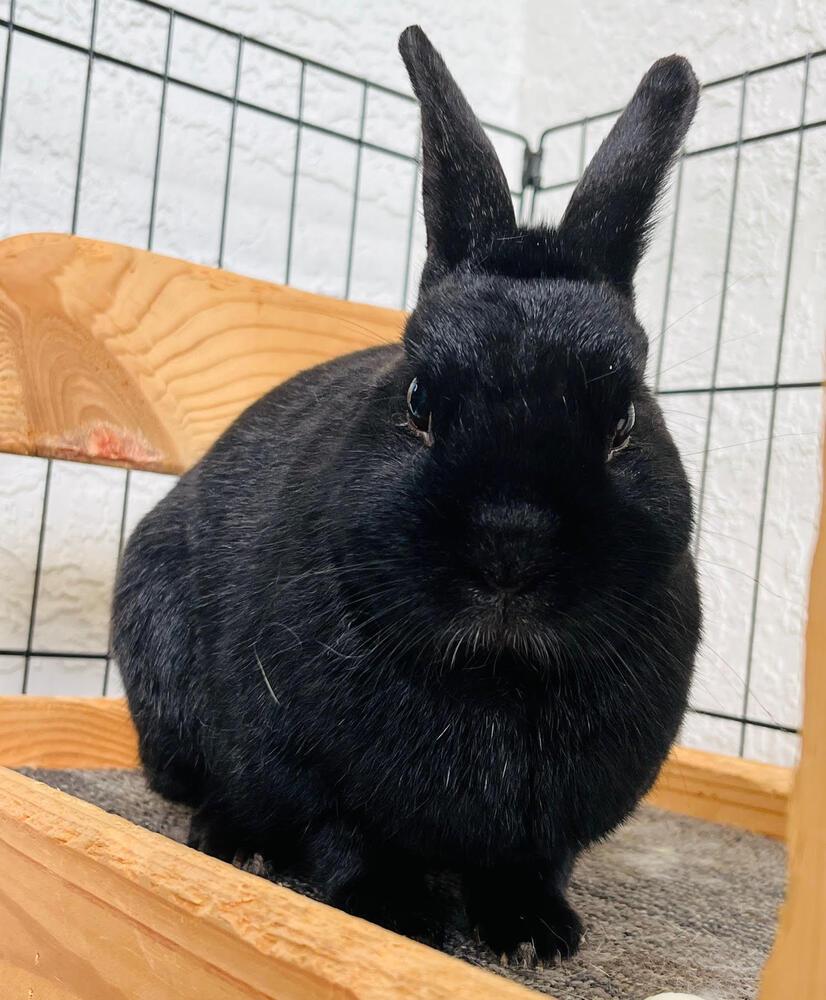 Enlarge Pumpkin and Roo, a Adoptable mixed breed in Naples, FL image 5/6