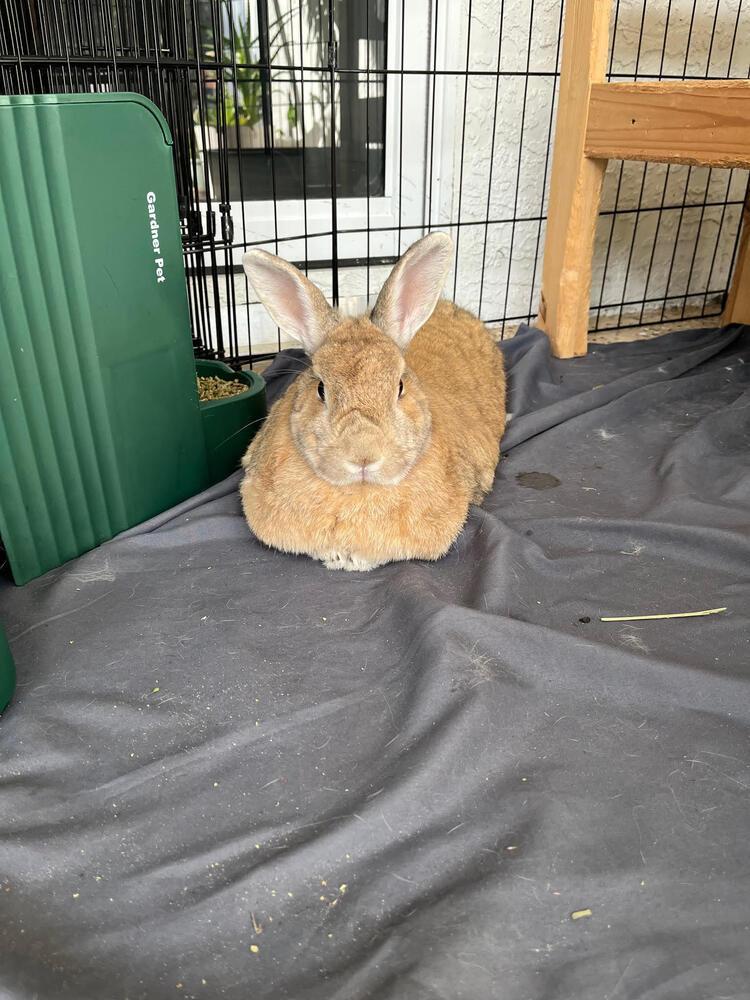 Enlarge Pumpkin and Roo, a Adoptable mixed breed in Naples, FL image 6/6