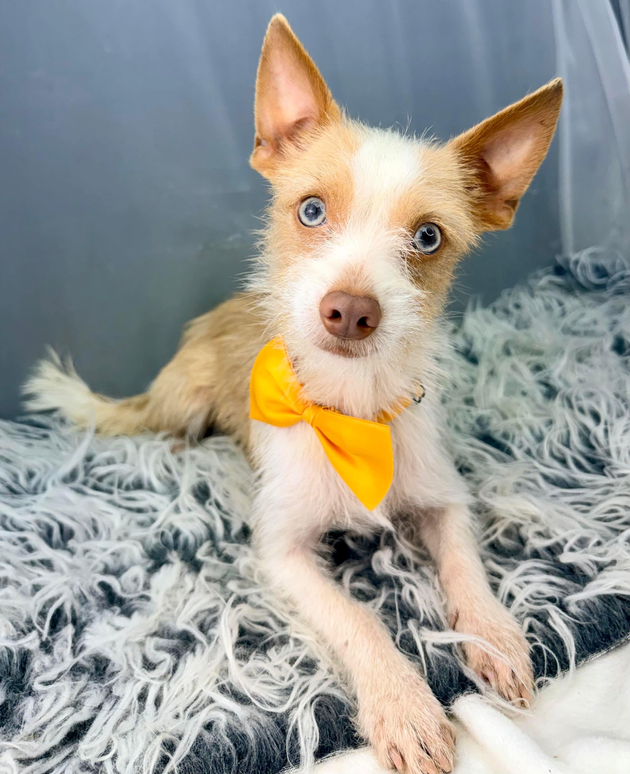 Tuxley, Adoptable, Adult Male Yorkshire Terrier.