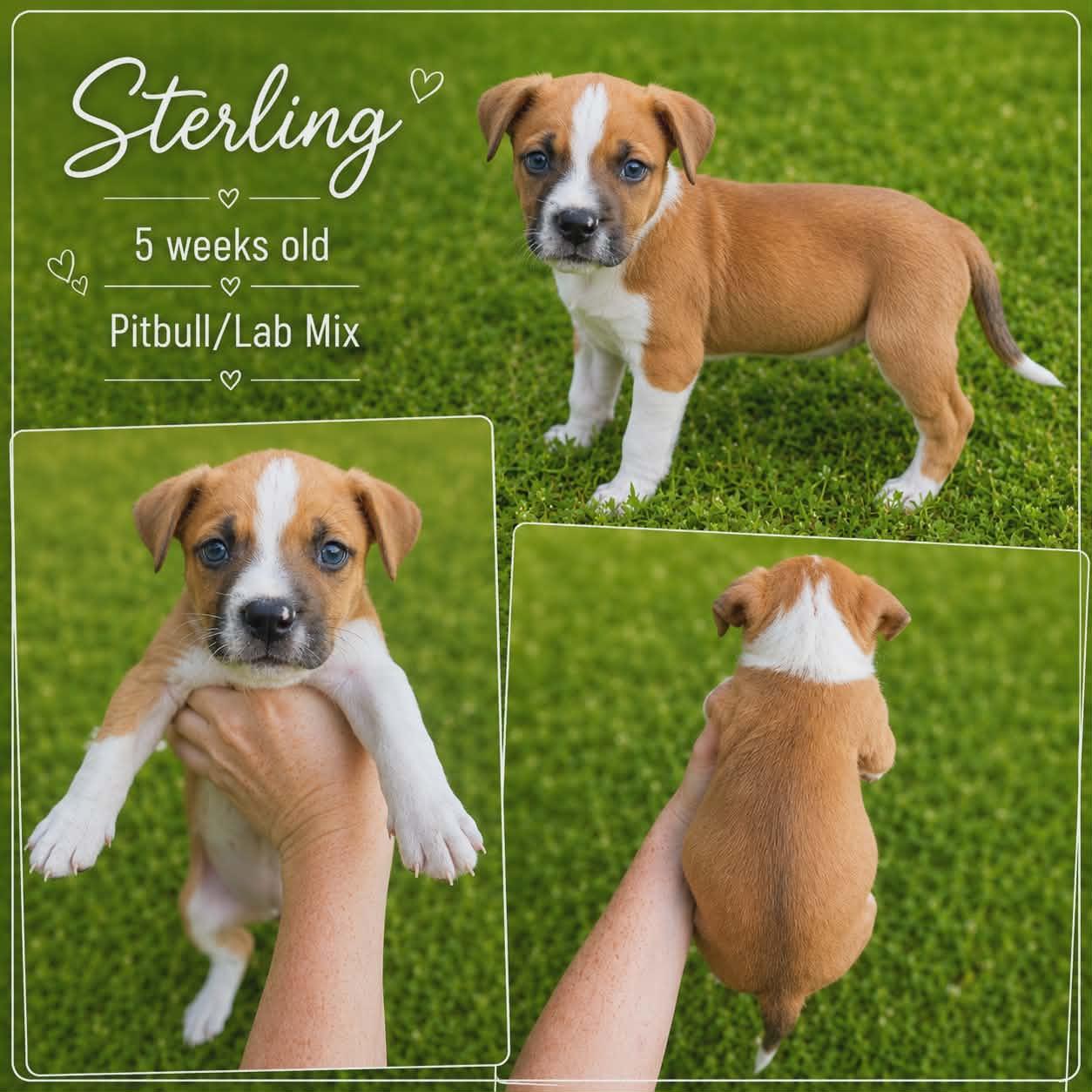 Sterling, Adoptable, Puppy Male Pit Bull Terrier & Black Labrador Retriever.