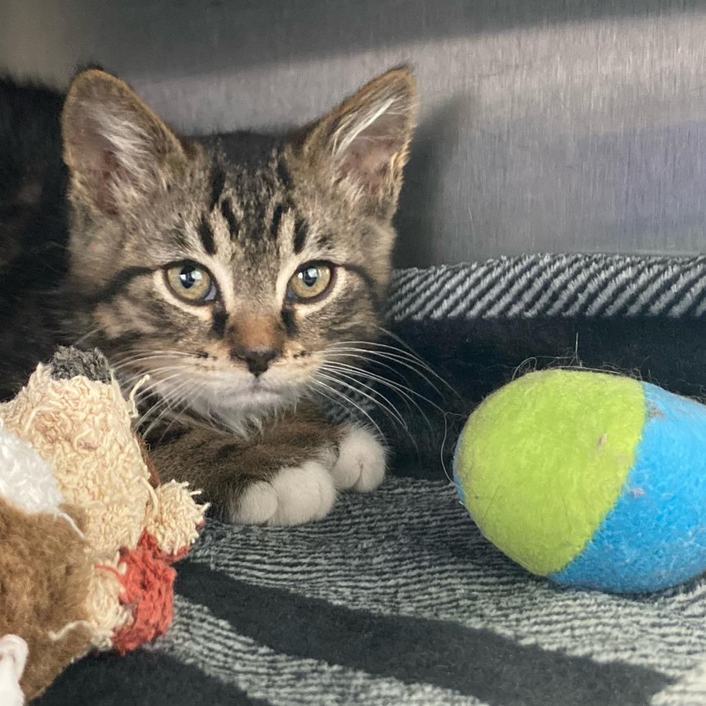 Rodimus Prime, Adoptable, Kitten Male Domestic Short Hair.