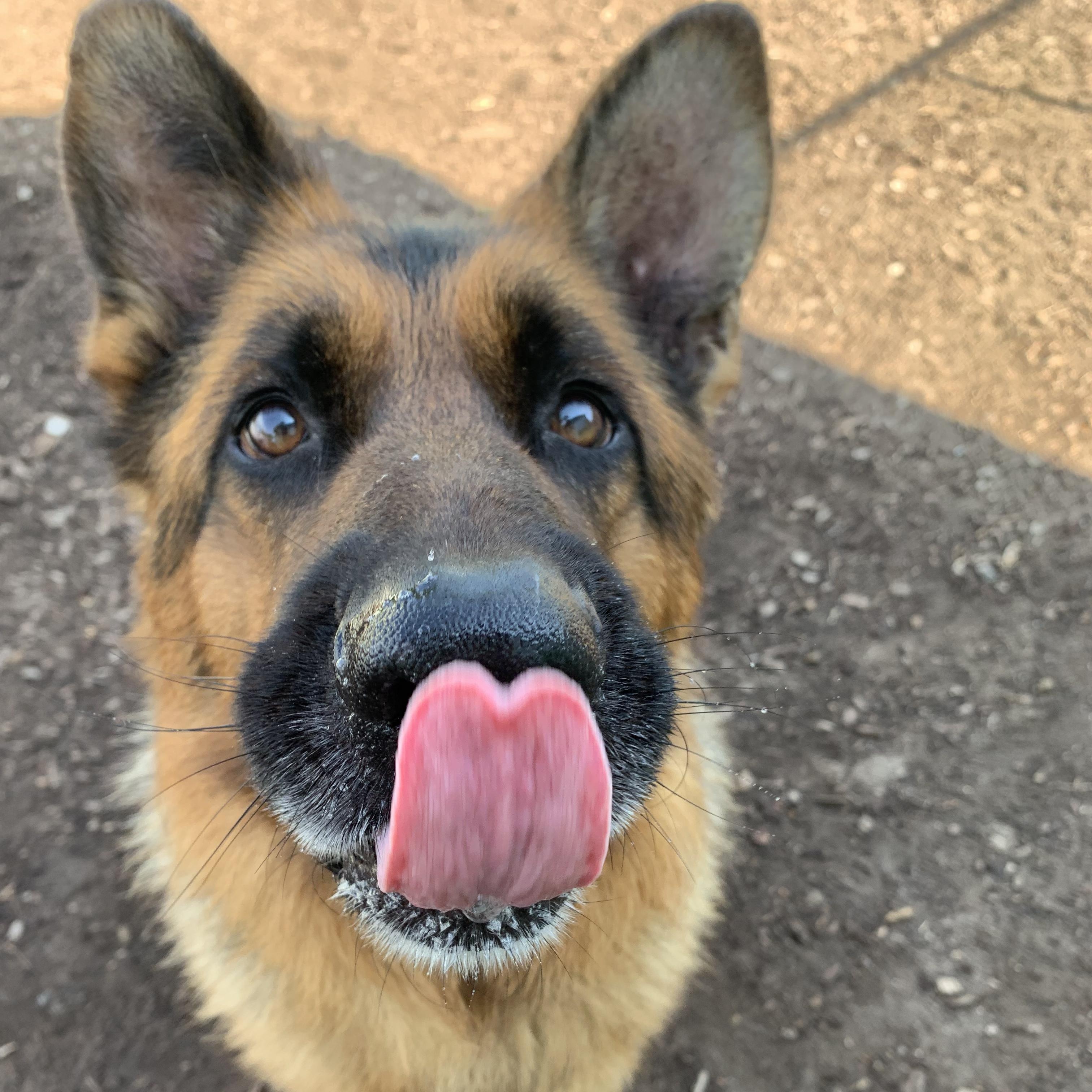 Dexter, adopted, Adult Male German Shepherd Dog.