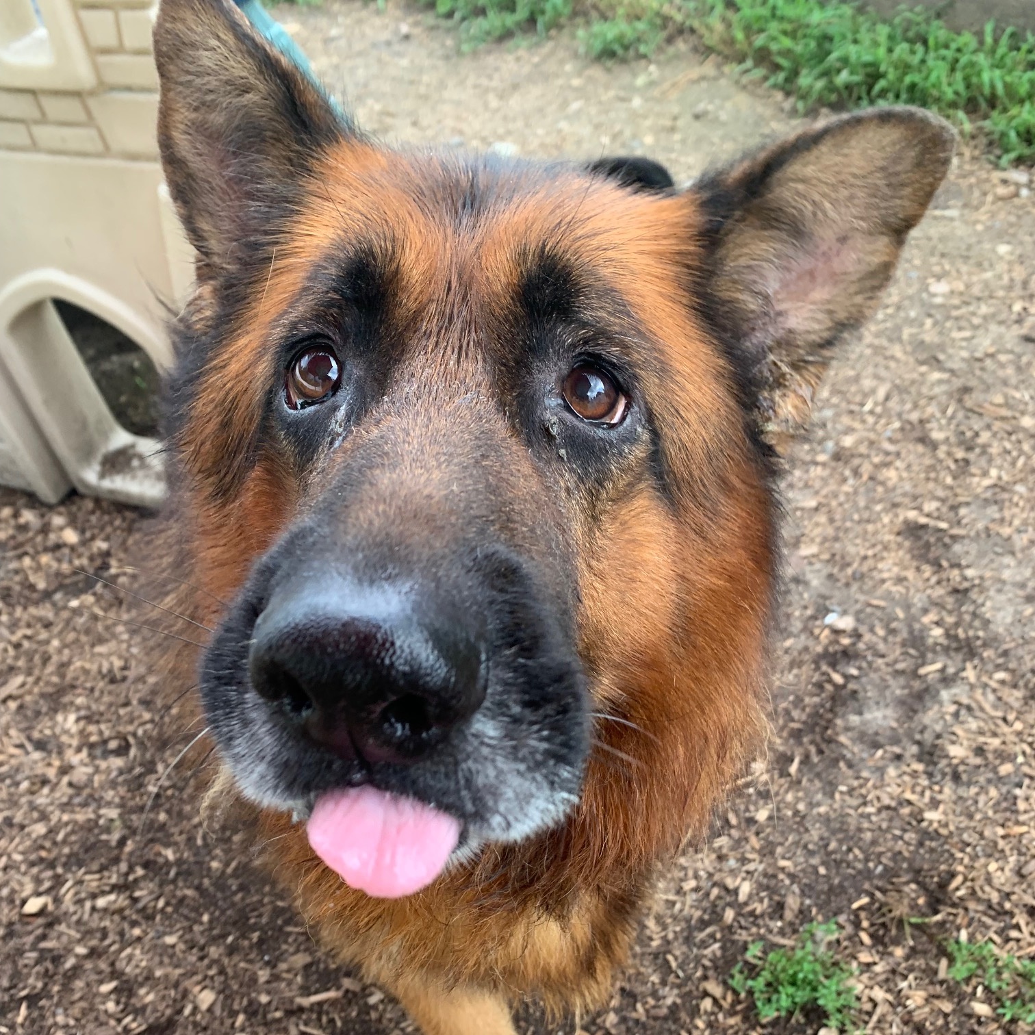 Enlarge Dexter, an adopted German Shepherd Dog in Canton, CT image 2/5