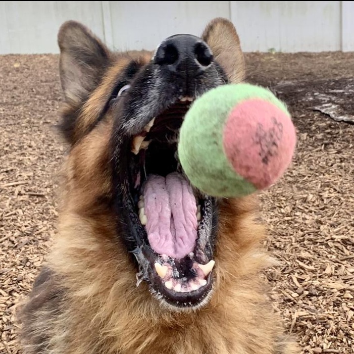 Enlarge Dexter, an adopted German Shepherd Dog in Canton, CT image 3/5