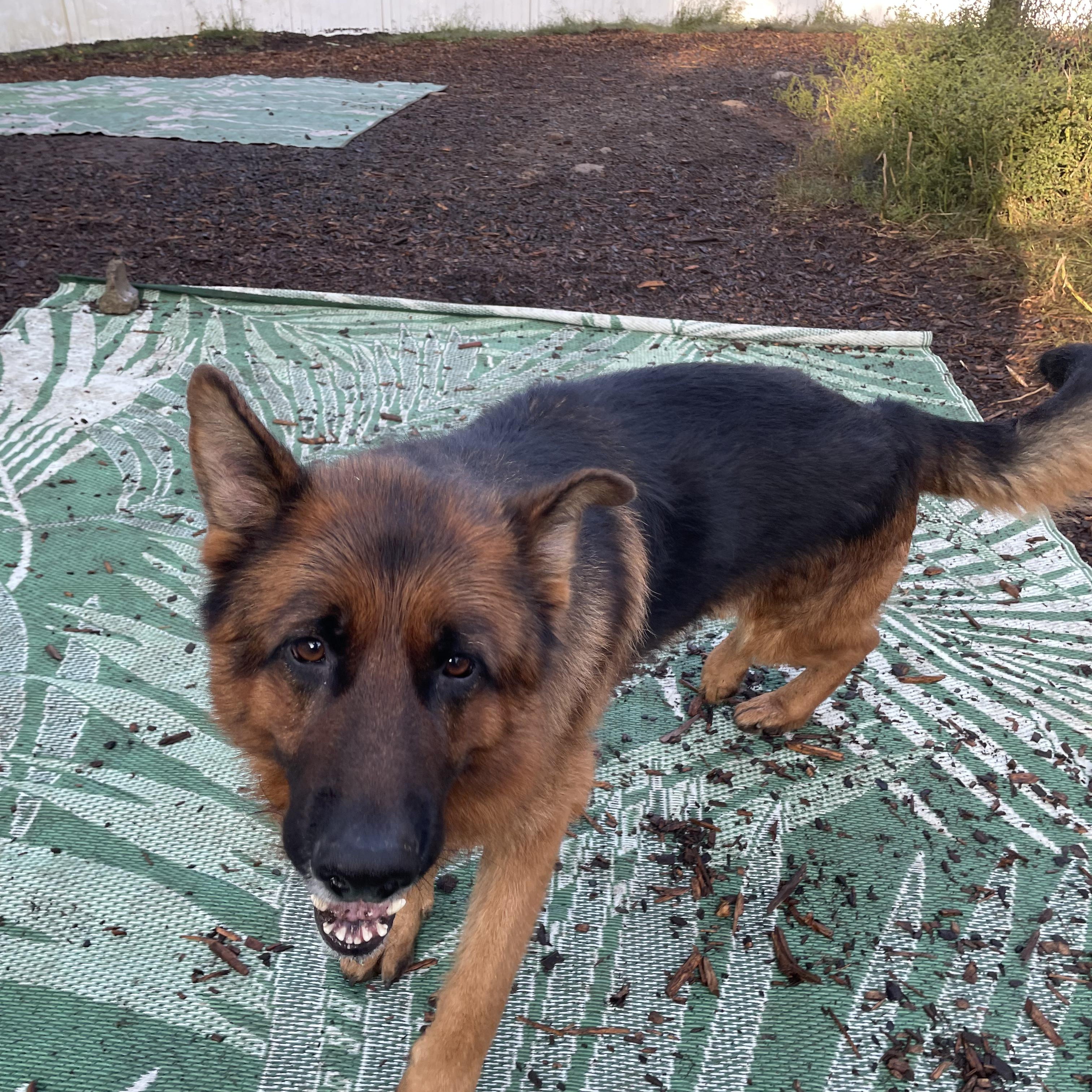 Enlarge Dexter, an adopted German Shepherd Dog in Canton, CT image 4/5