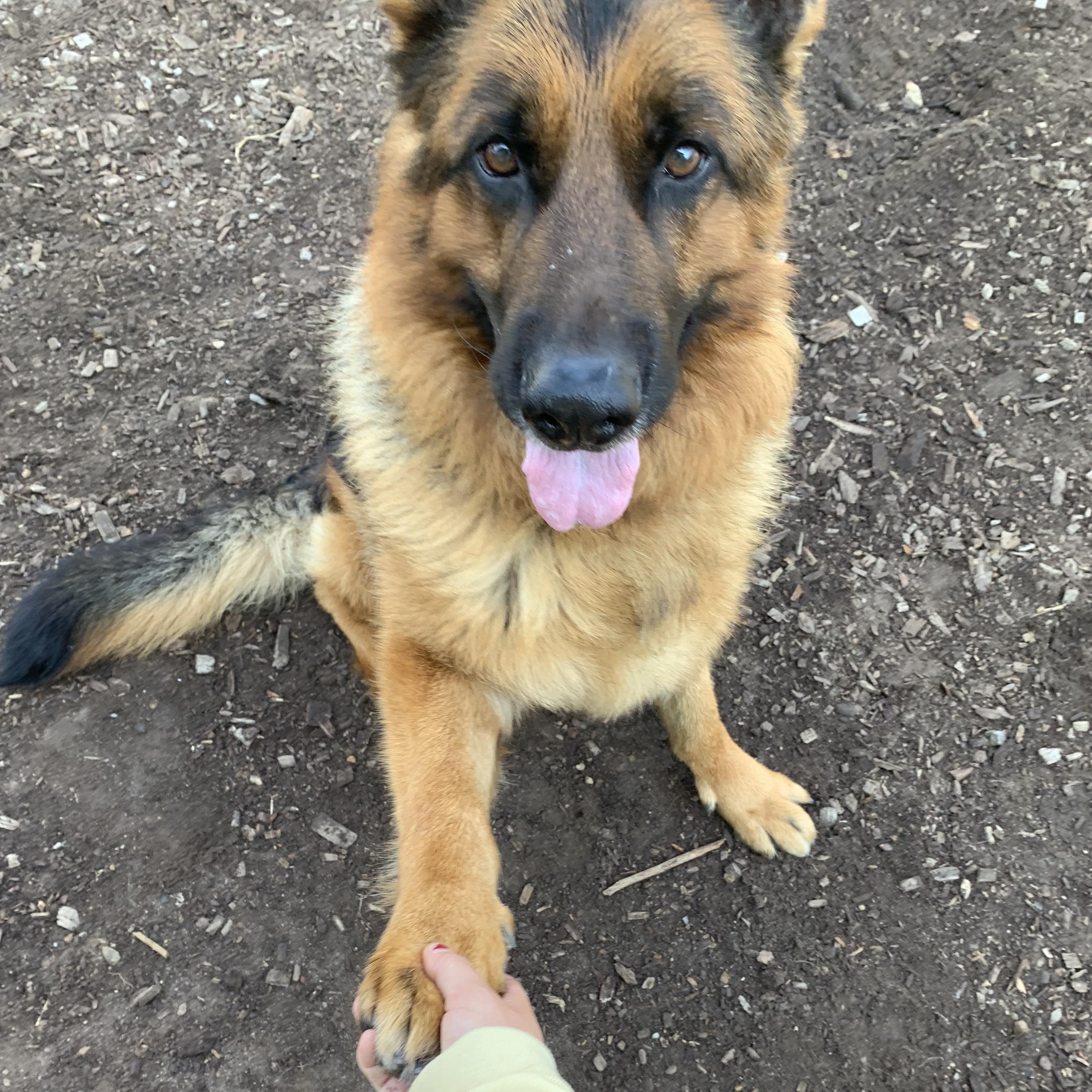 Enlarge Dexter, an adopted German Shepherd Dog in Canton, CT image 5/5