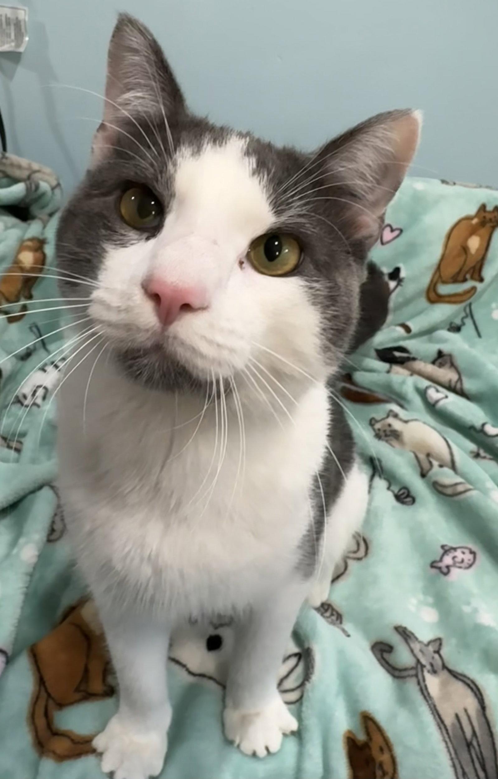 Enlarge Cruiser, a Adopted Domestic Short Hair in Newtown Square, PA image 1/3