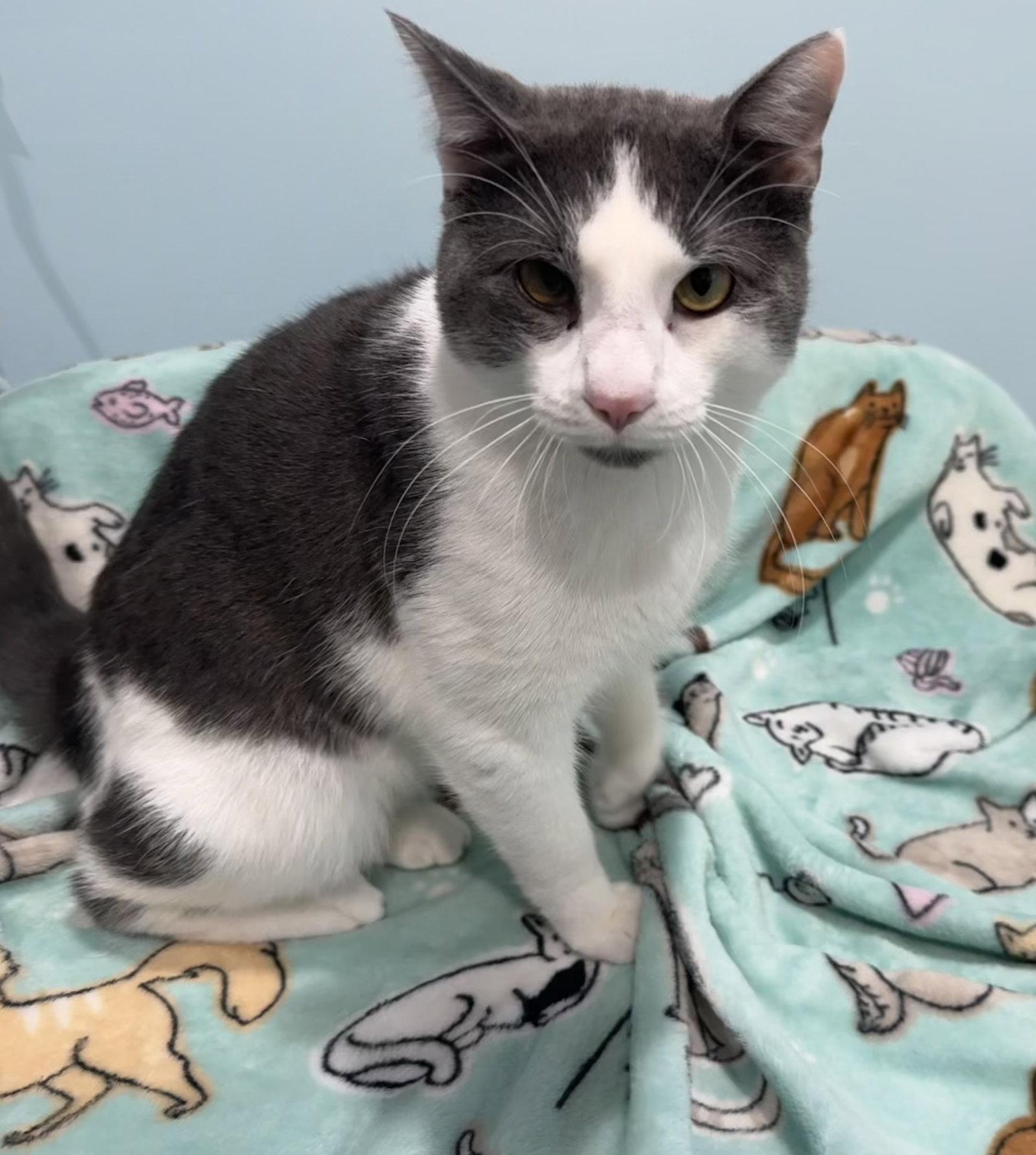 Enlarge Cruiser, a Adopted Domestic Short Hair in Newtown Square, PA image 2/3