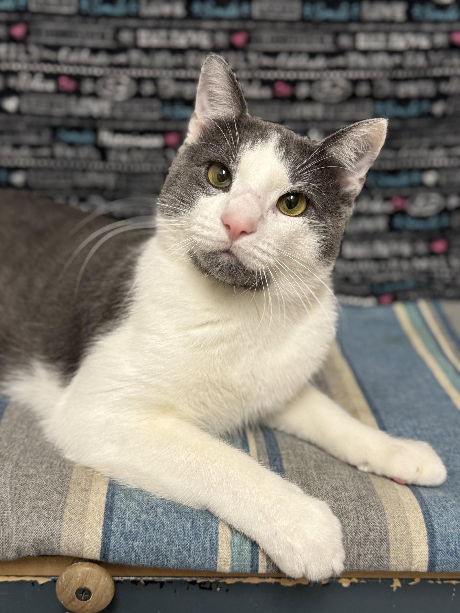 Enlarge Cruiser, a Adopted Domestic Short Hair in Newtown Square, PA image 3/3