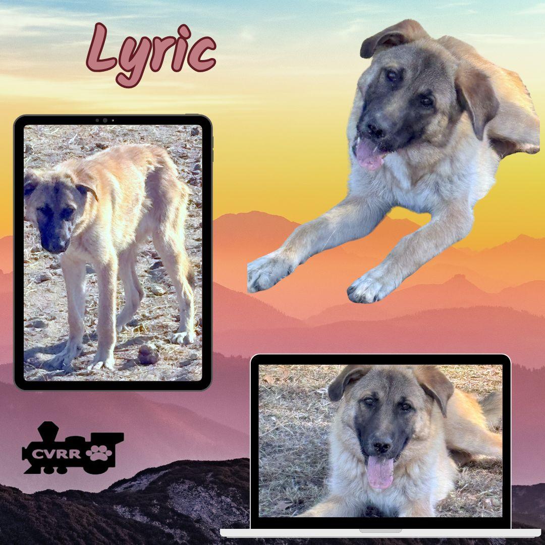 Lyric, Adoptable, Young Female Collie & Shepherd.